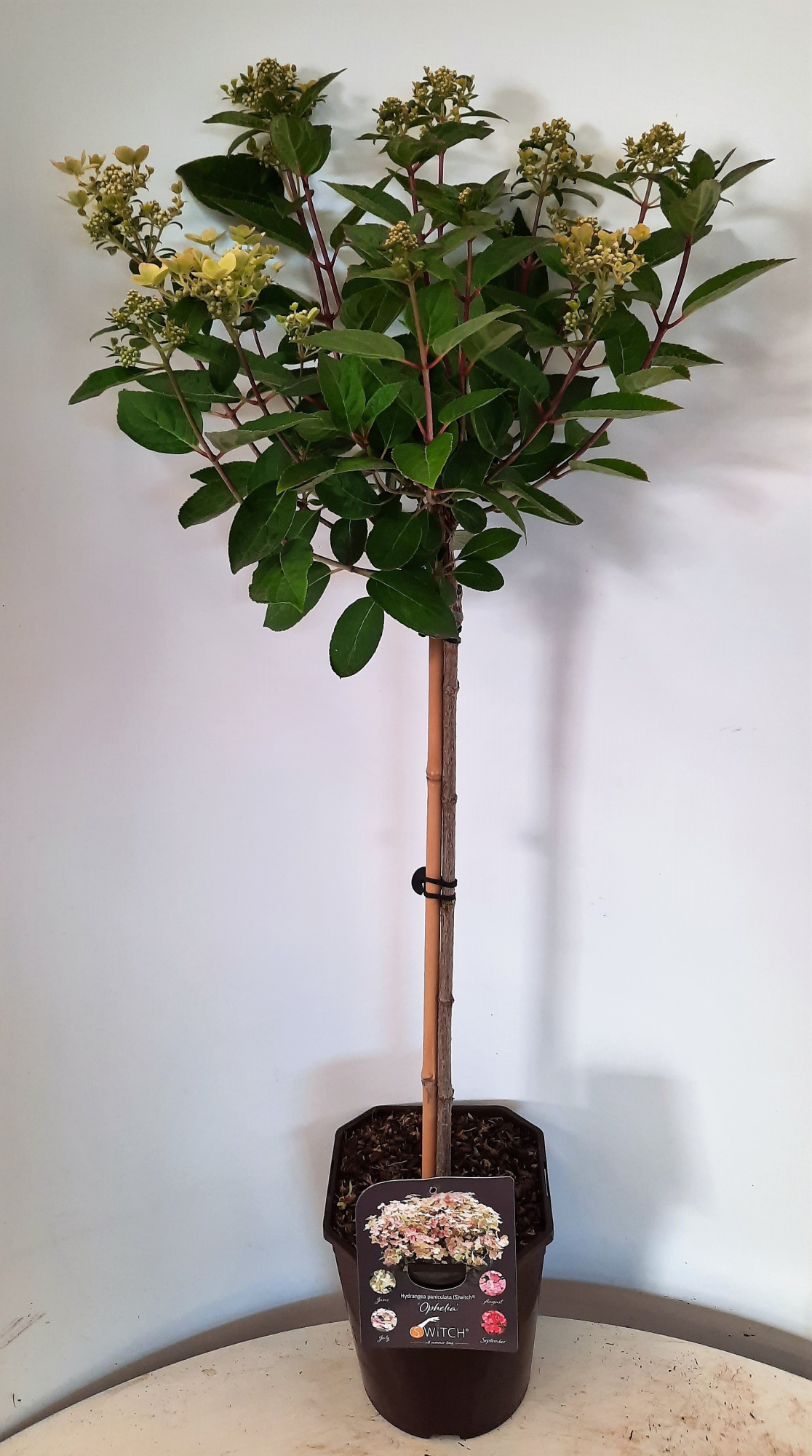 Hydrangea pan. 'Switch Ophelia'®, D 23