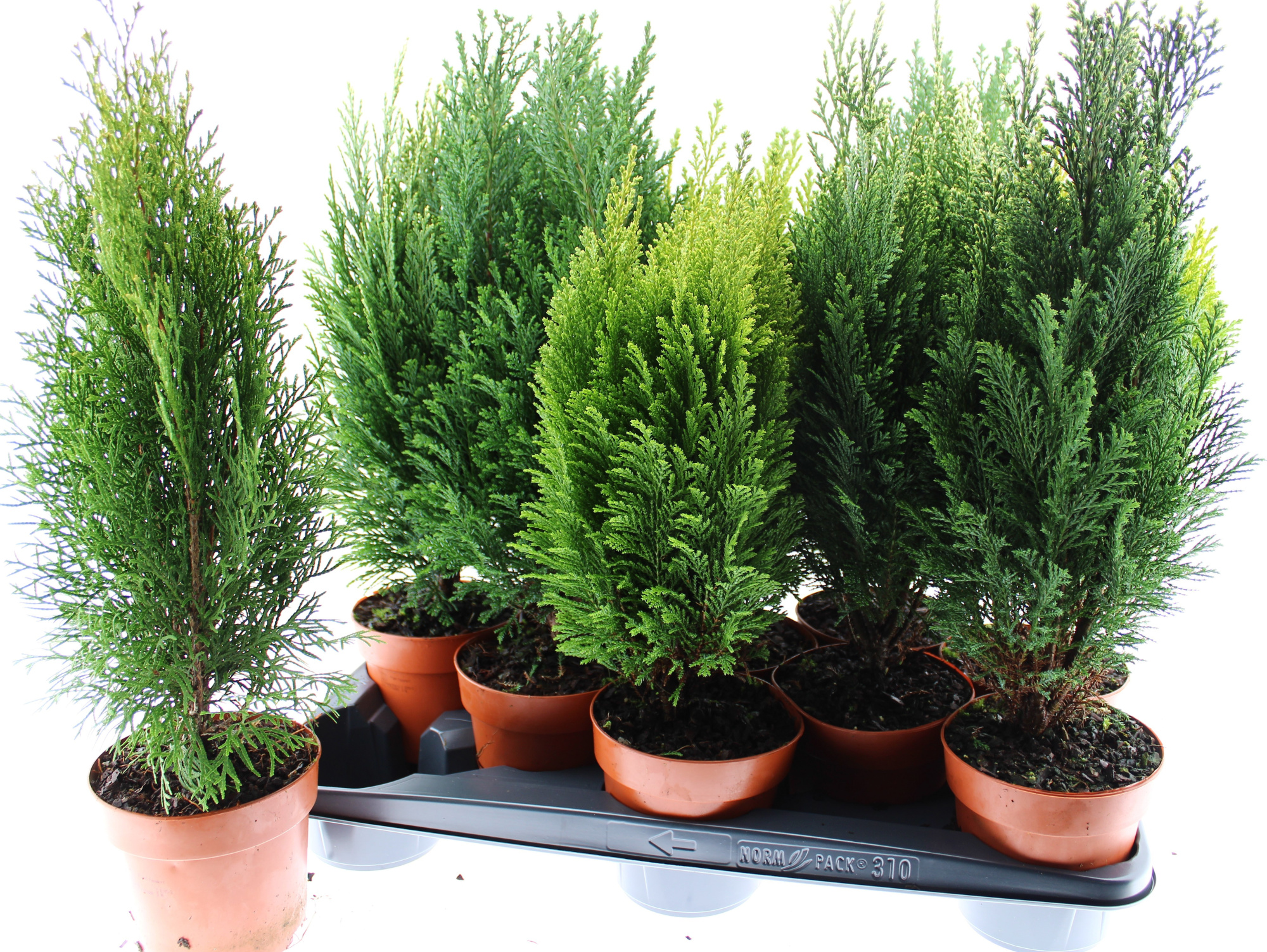 Coniferen Mix 10, D 13