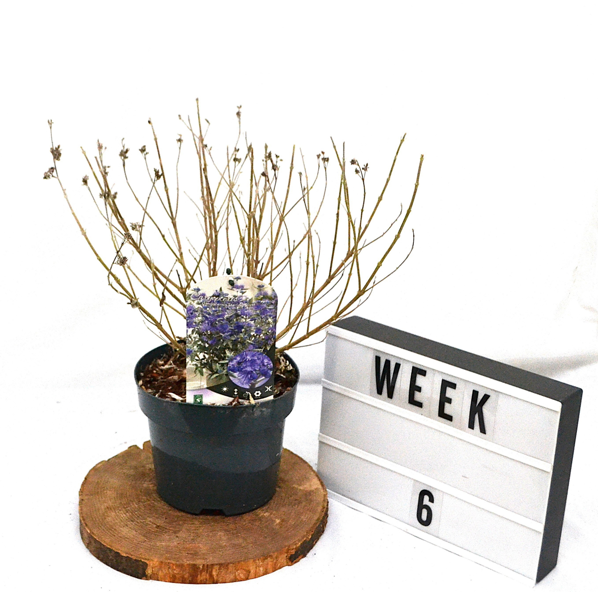 Caryopteris cla. 'Sterling Silver' C3, D 19