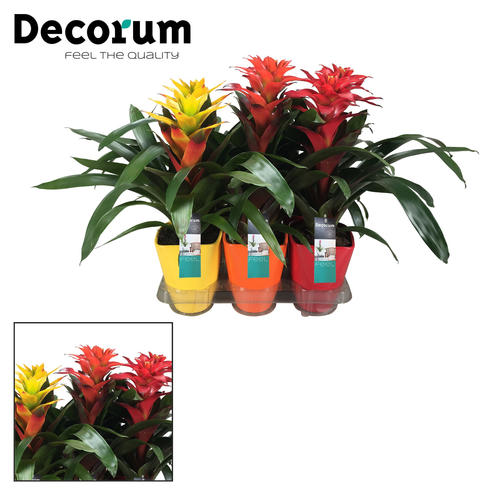 Guzmania Squarrosa Mix Luxe Keramiek (Decorum), D 14 cm