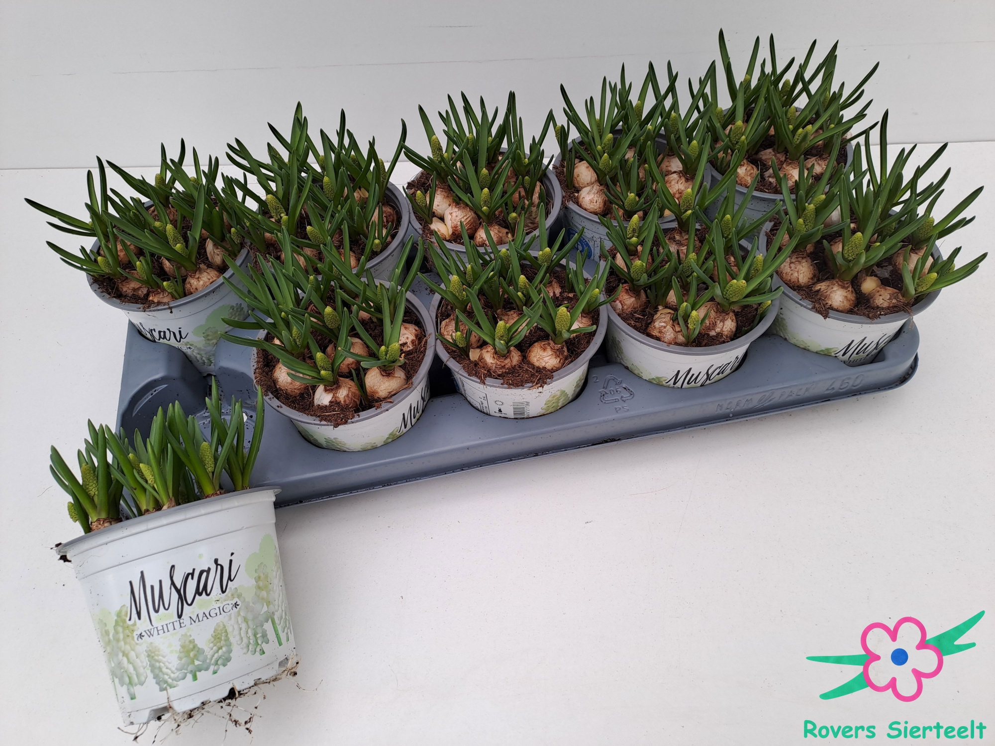 muscari white magic, D 12