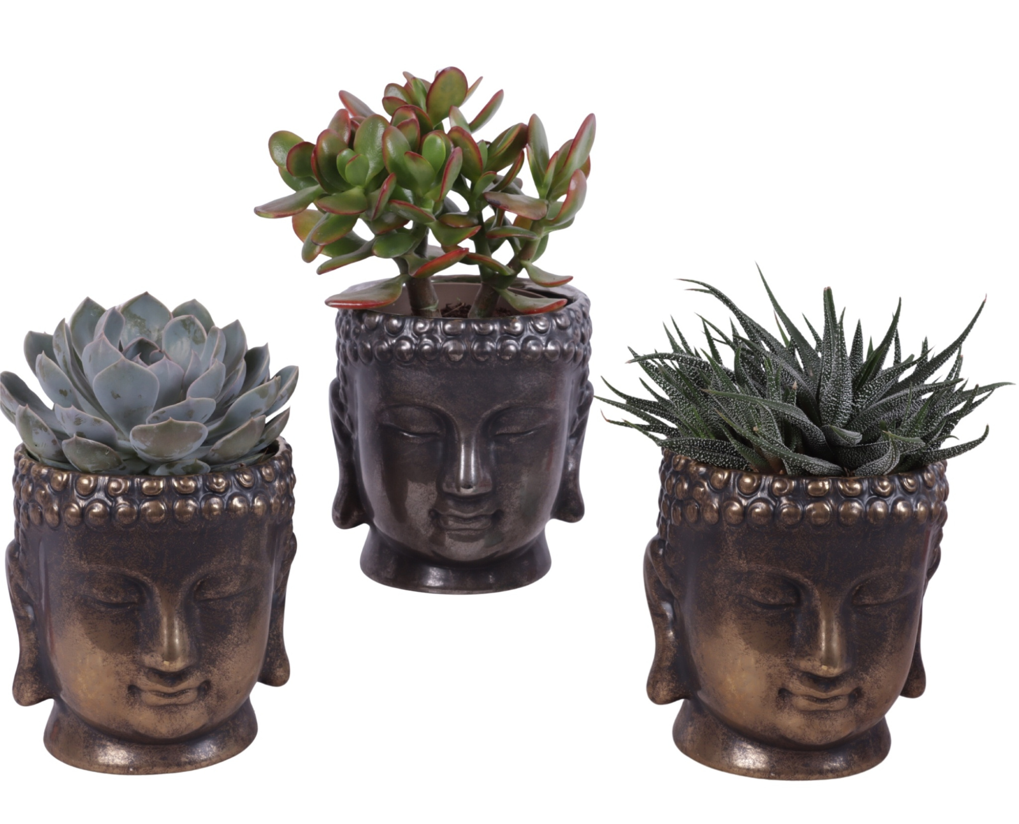 Succulenten mix Ø12cm in Ø15cm Ceramic Buddha G/S, D 15