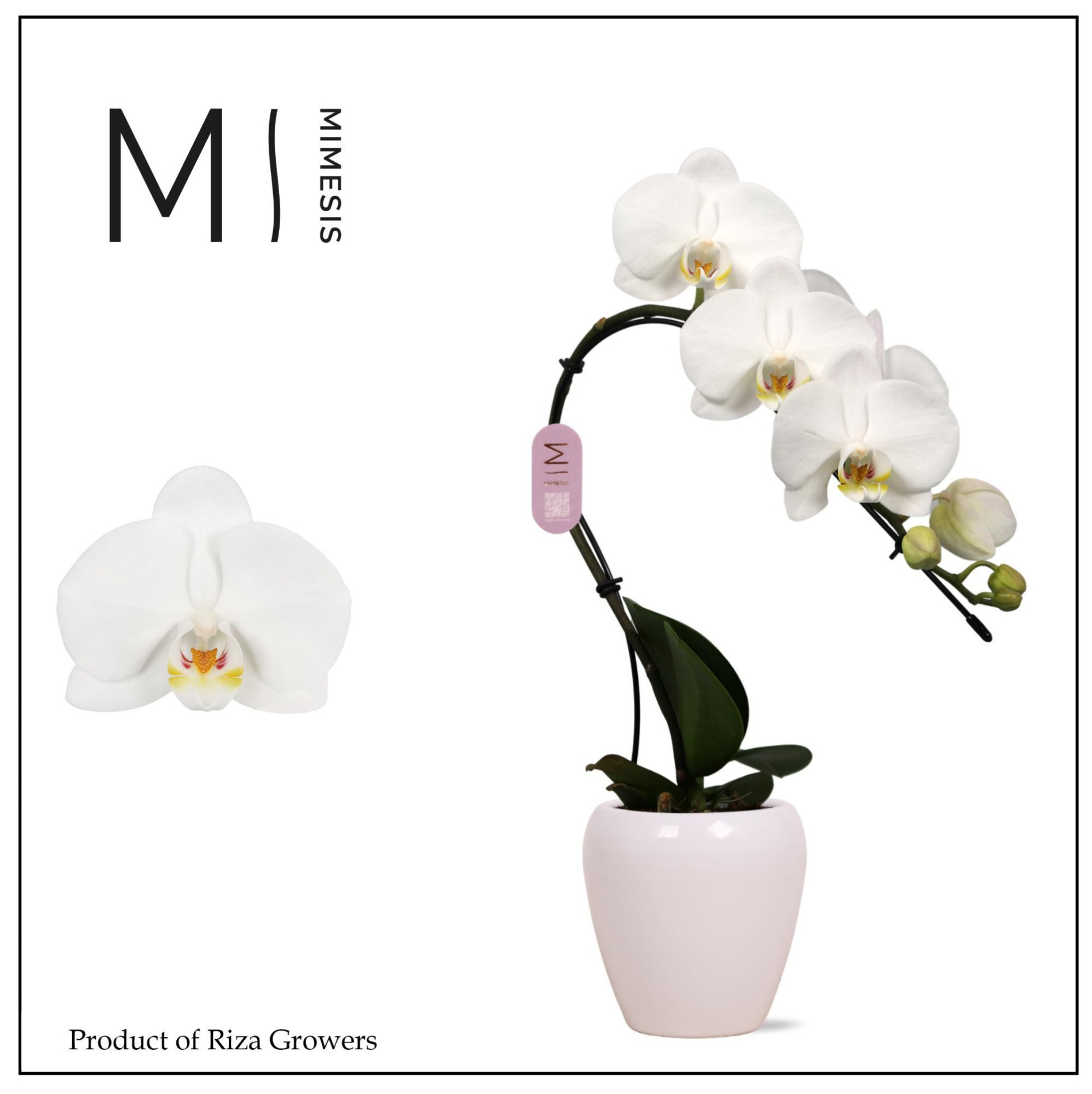 Phalaenopsis Swan White 1 spike - 7cm in Martine White Ceramic | Mimesis, D 7 cm