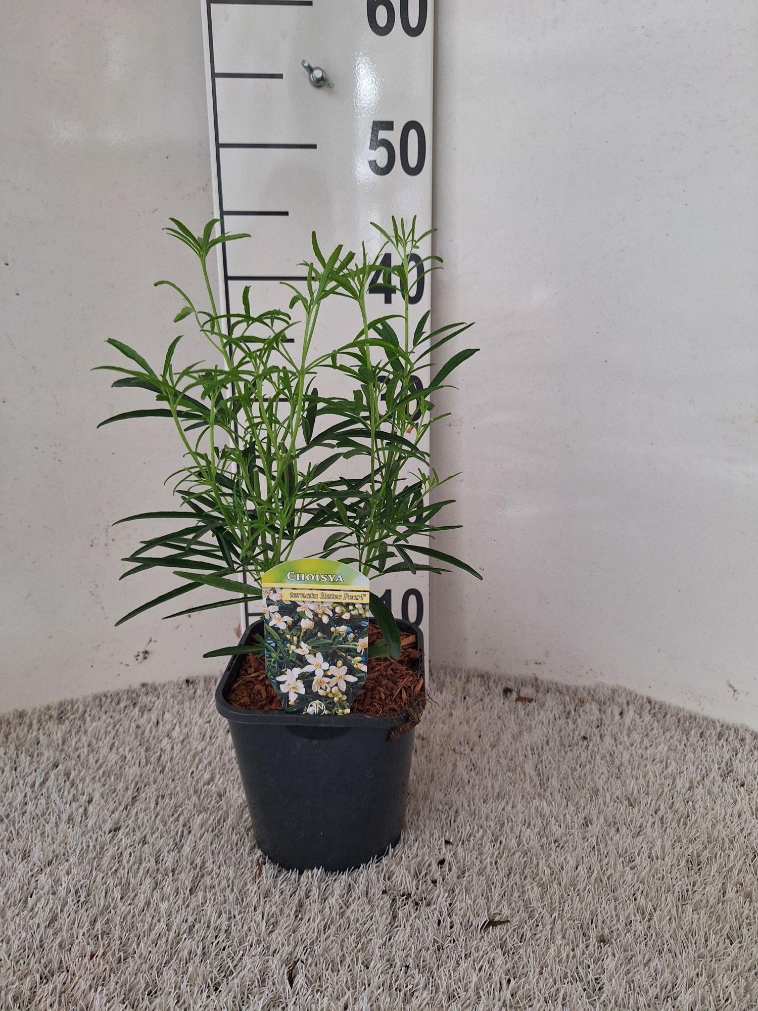 Choisya 'Aztec Pearl', D 17 cm