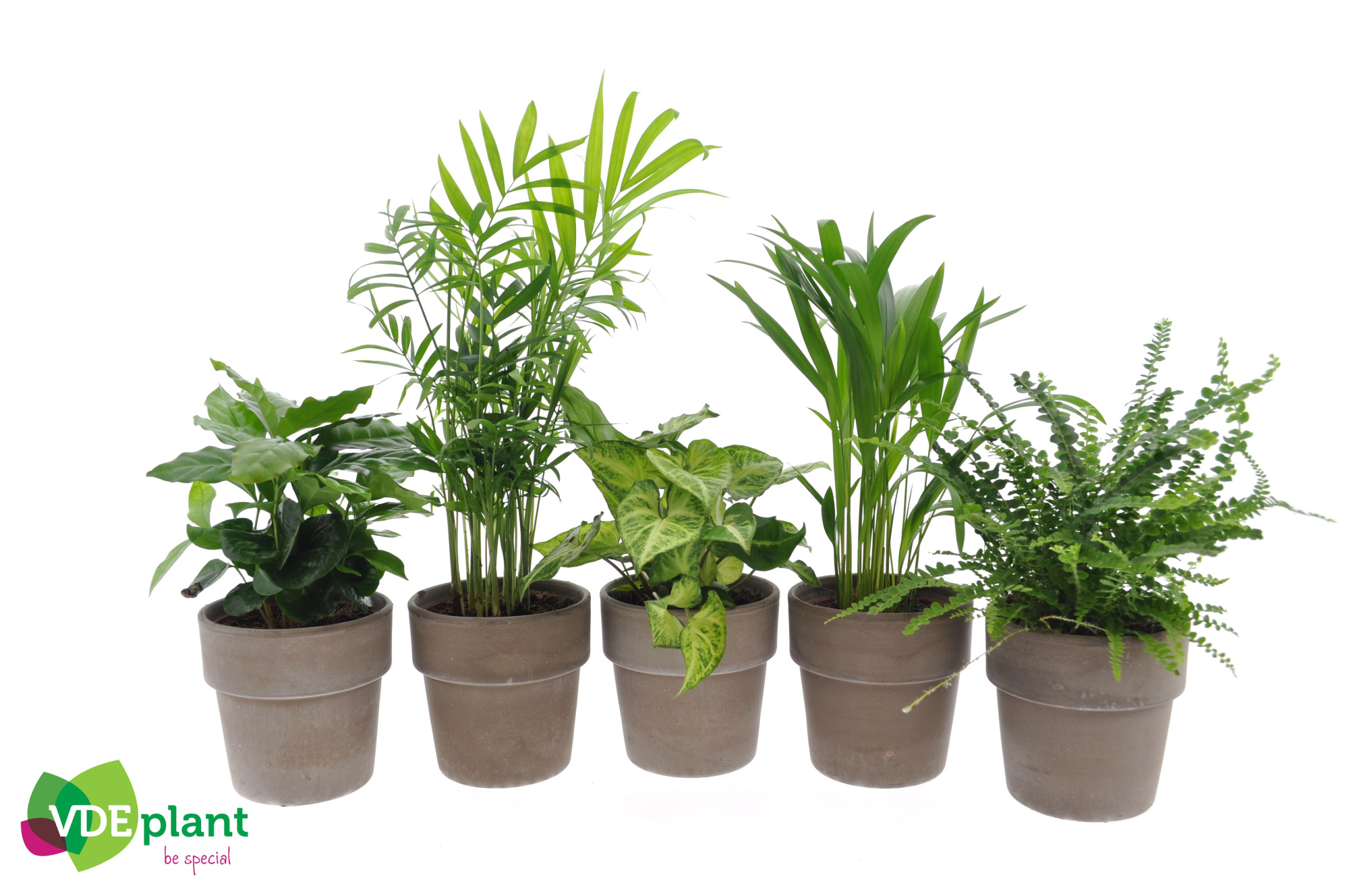 Fresh Green mix in Terracotta, D 12 cm