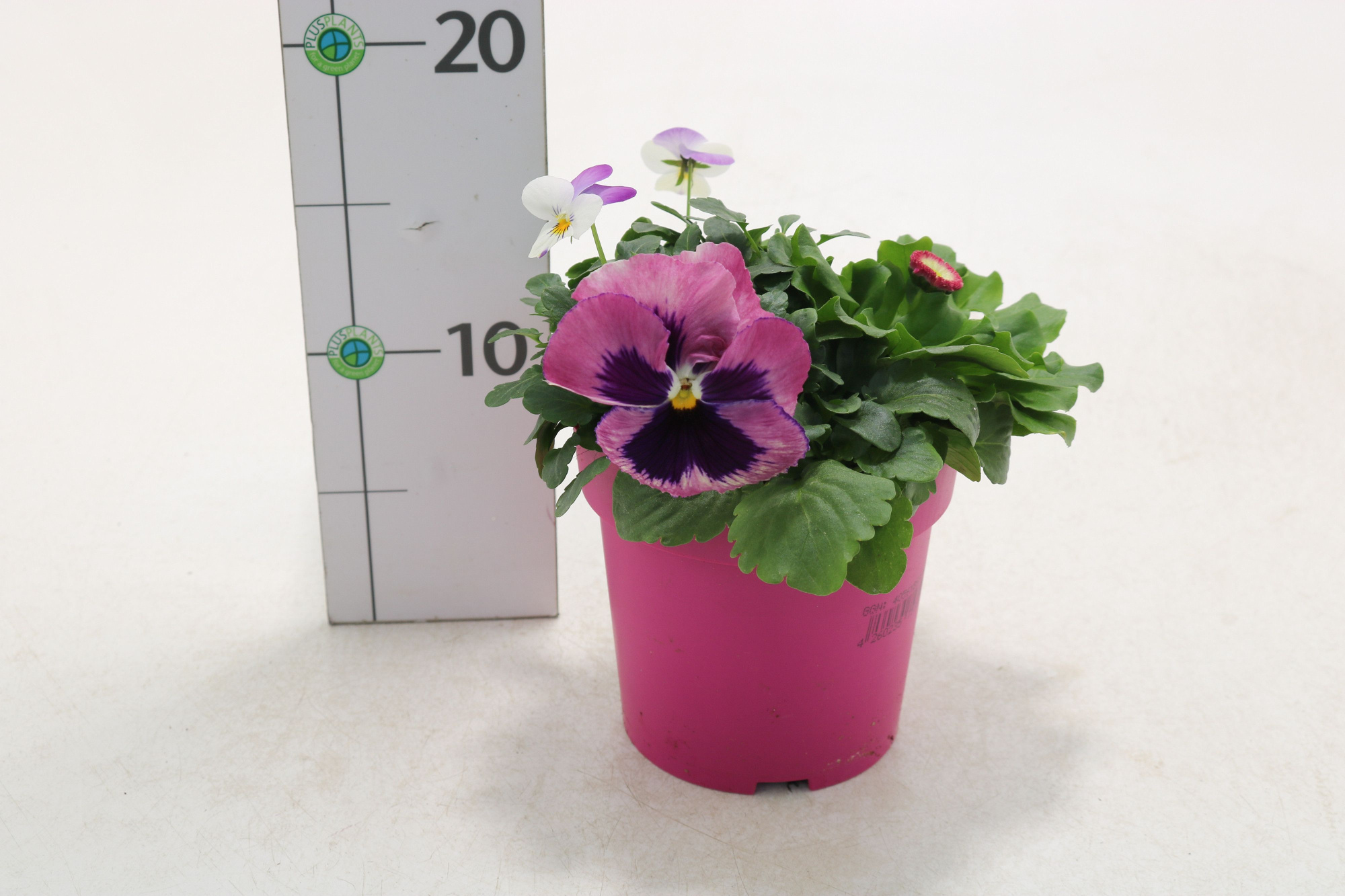 Querbeet Frühling rosa, D 13