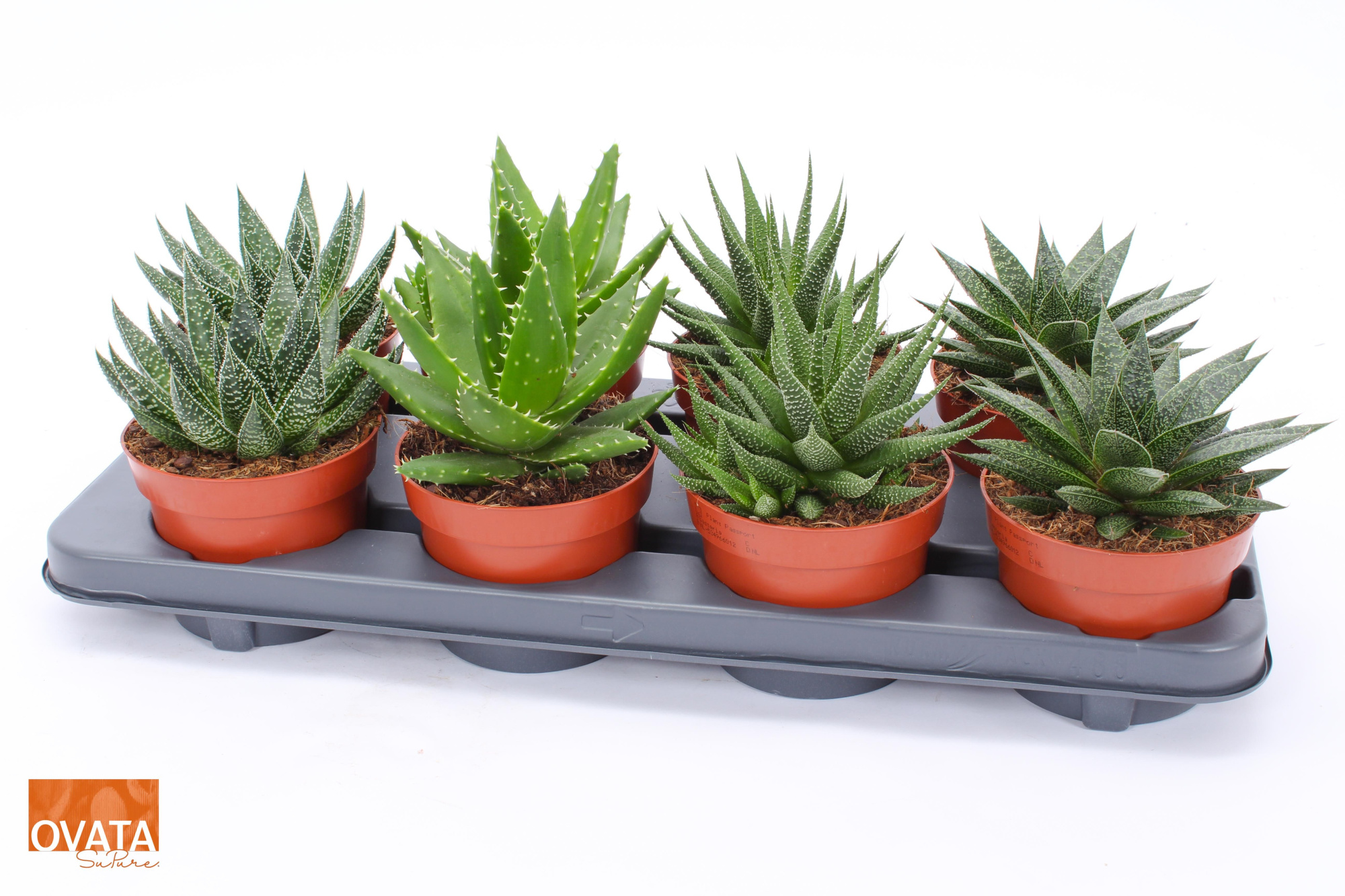 ROCKS mix 12, D 12 cm