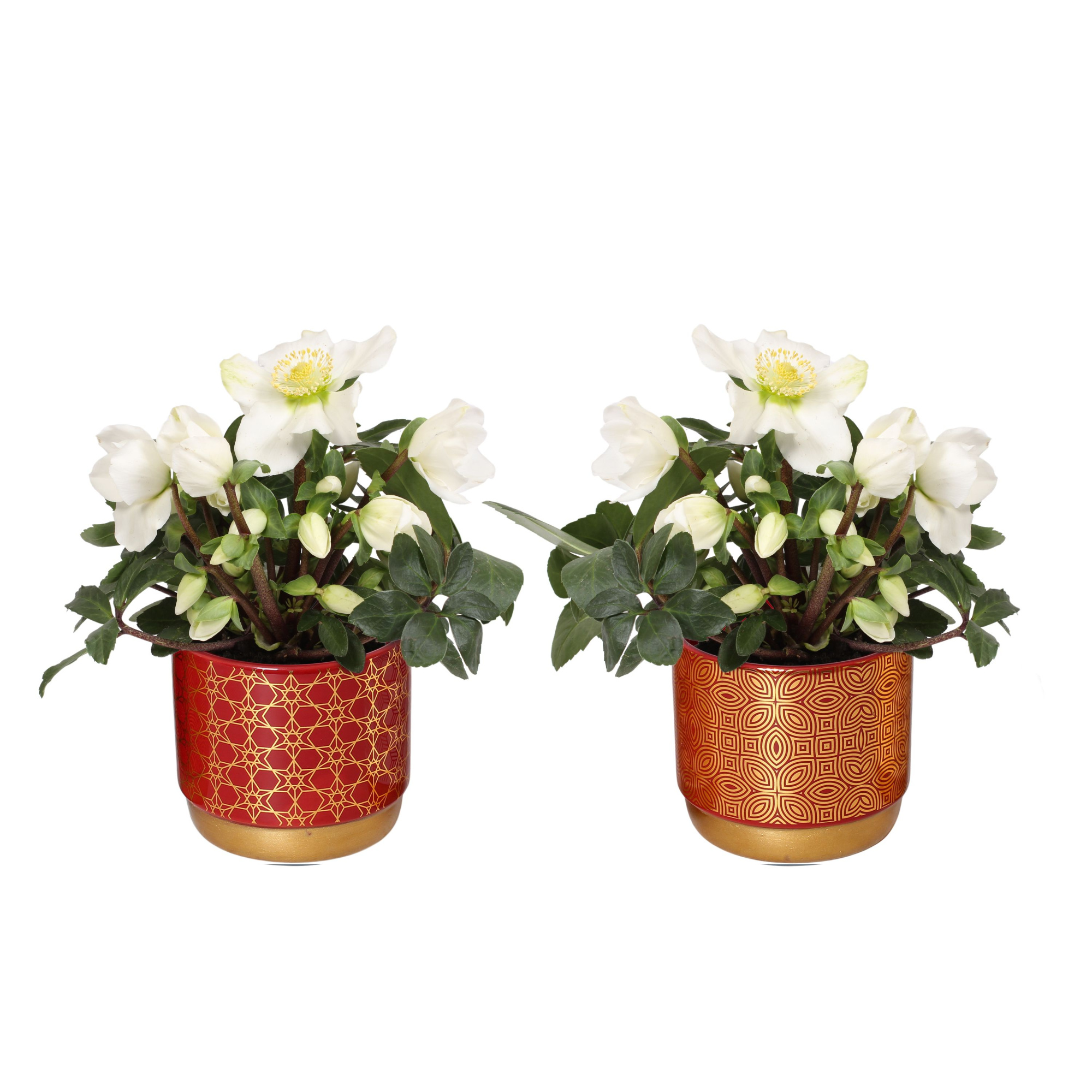 Helleborus n. Christmas carol in symmetry pot rood luxe keramiek, D 12 cm
