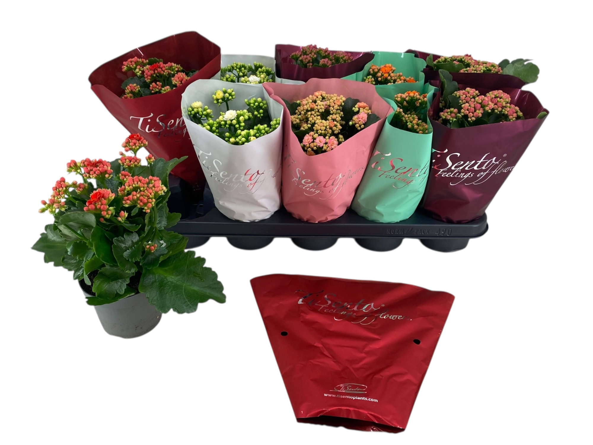 Calandiva 12 cm mix in Sierhoes, D 12