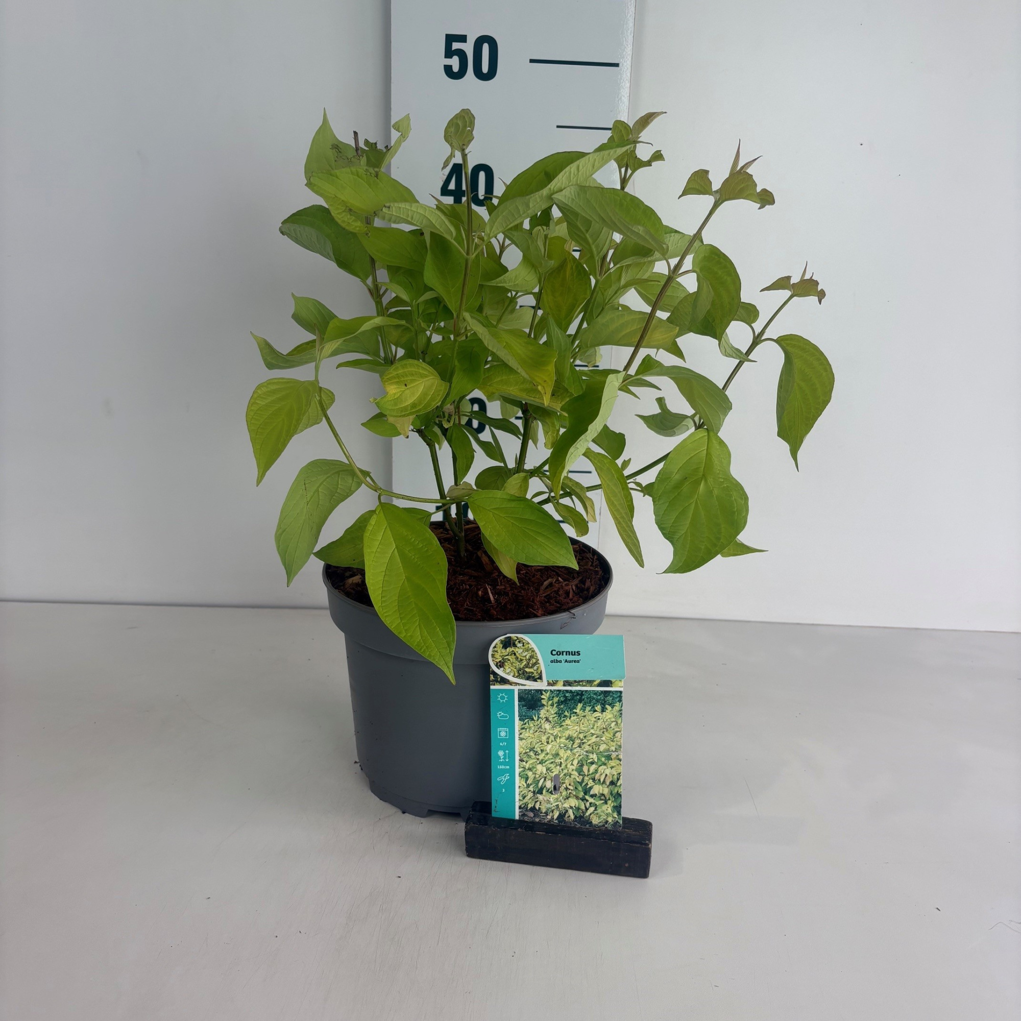 Cornus alba Aurea, D 20 cm