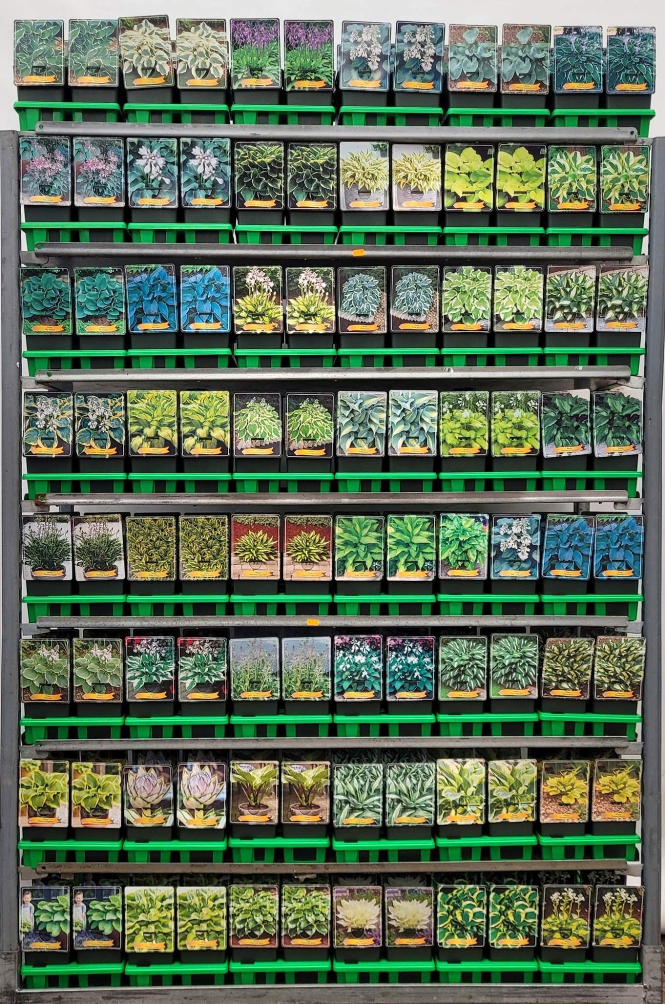 Hosta Mix CC P11, D 11 cm