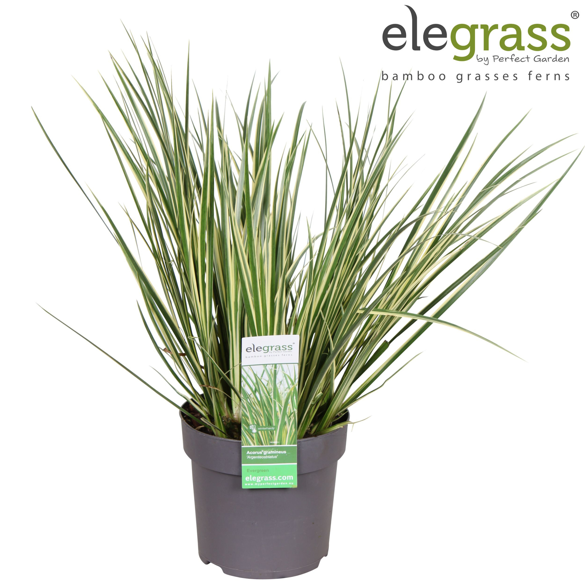 Acorus gramineus 'Argenteostriatus' P14, D 14 cm