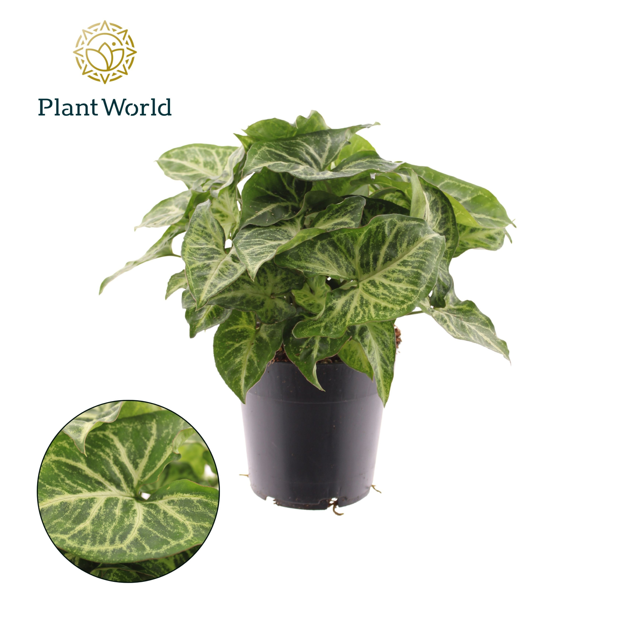 Syngonium Arrow, D 14 cm