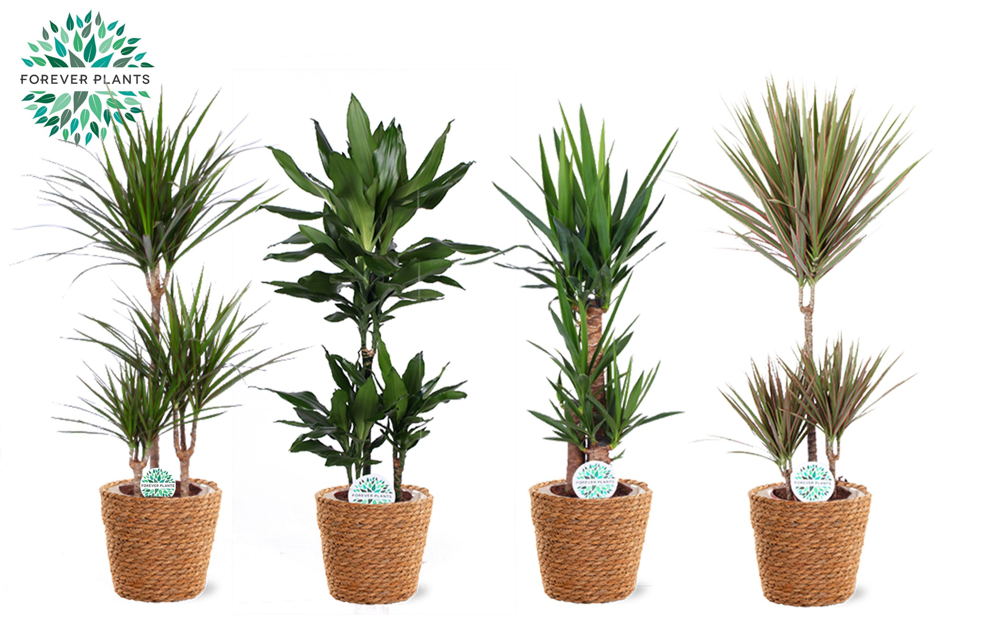 Groen Mix kamerplanten p21 in GABY mand, D 21 cm