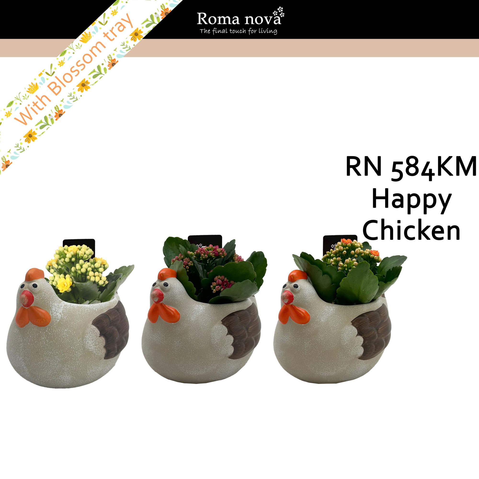 584KM - Happy Chicken (Kalanchoe mix), D 12