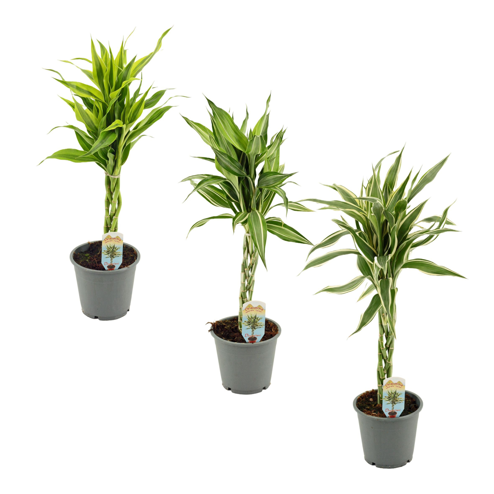 Dracaena Sanderiana vlecht mix 12 cm, D 12 cm