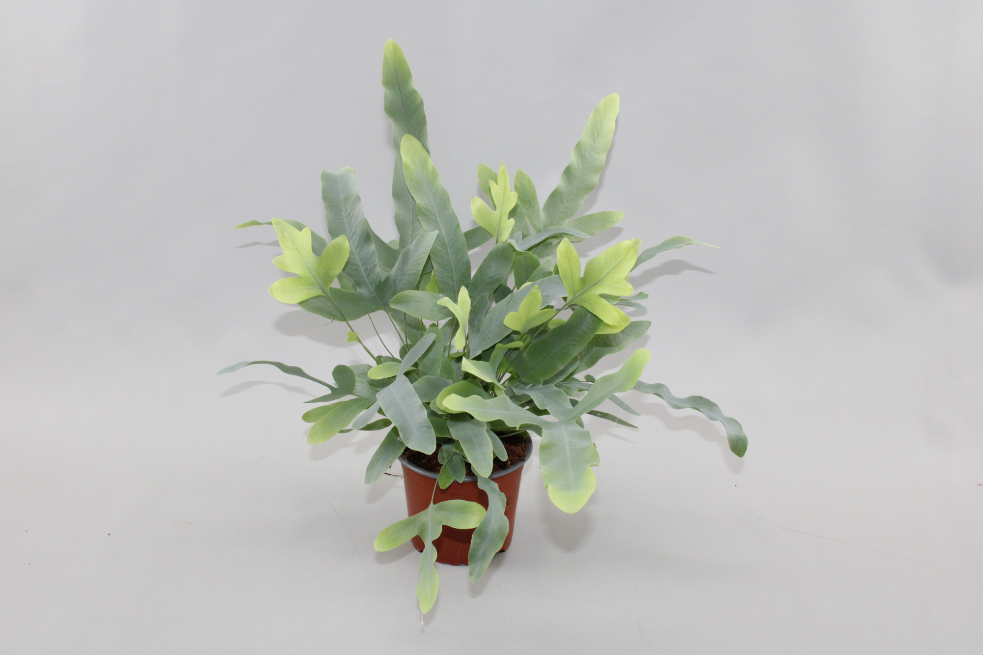 Phlebodium aureum 'Blue Star', D 12 cm