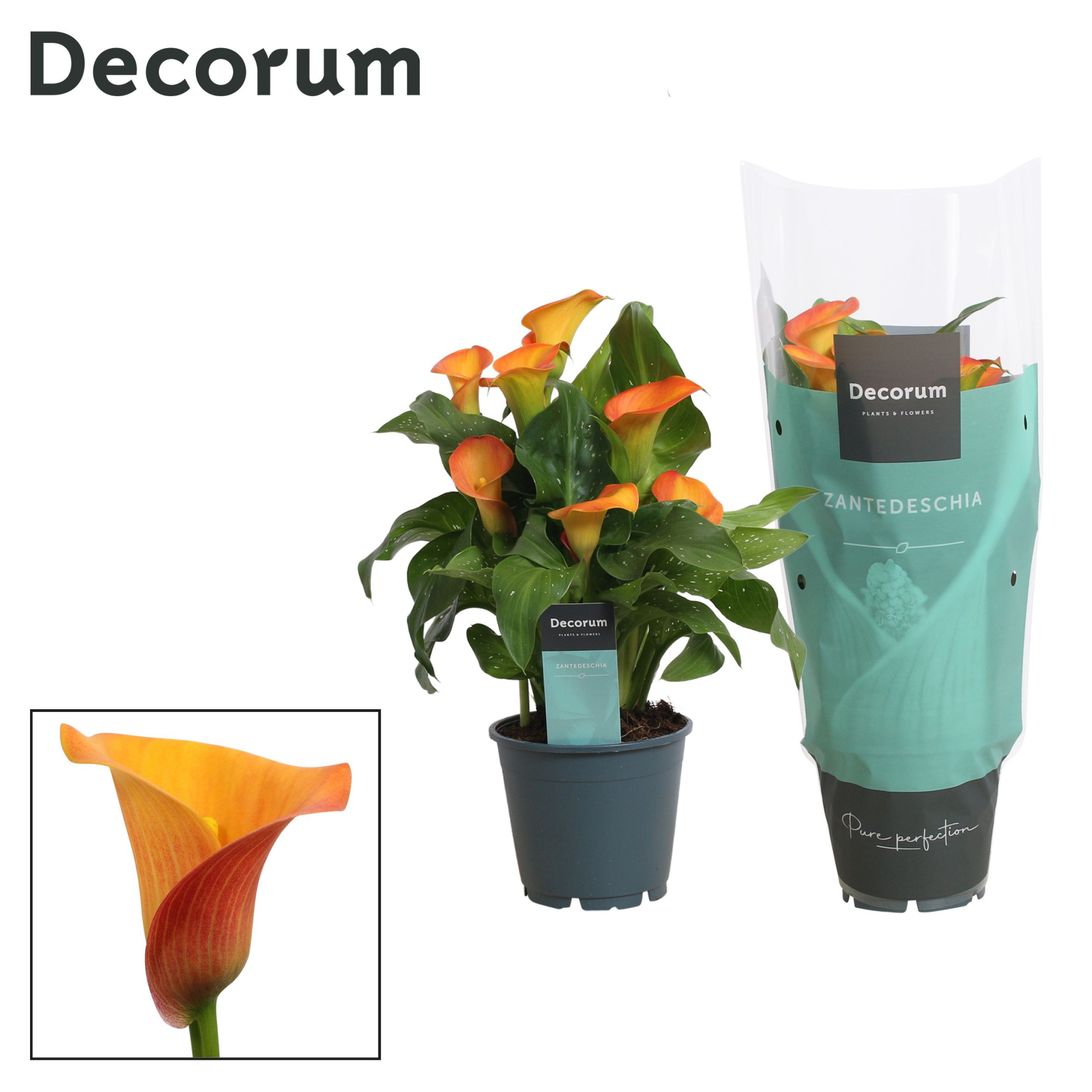 Zantedeschia (Calla) Oranje (Decorum), D 14