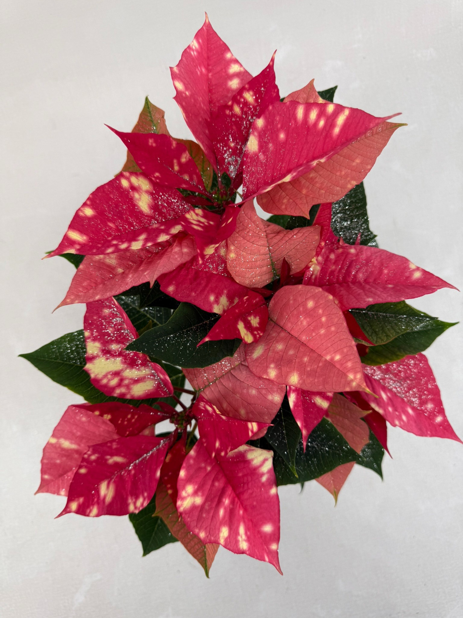 Poinsettia Fantasy star pink met zilverglitter, D 10,5 cm