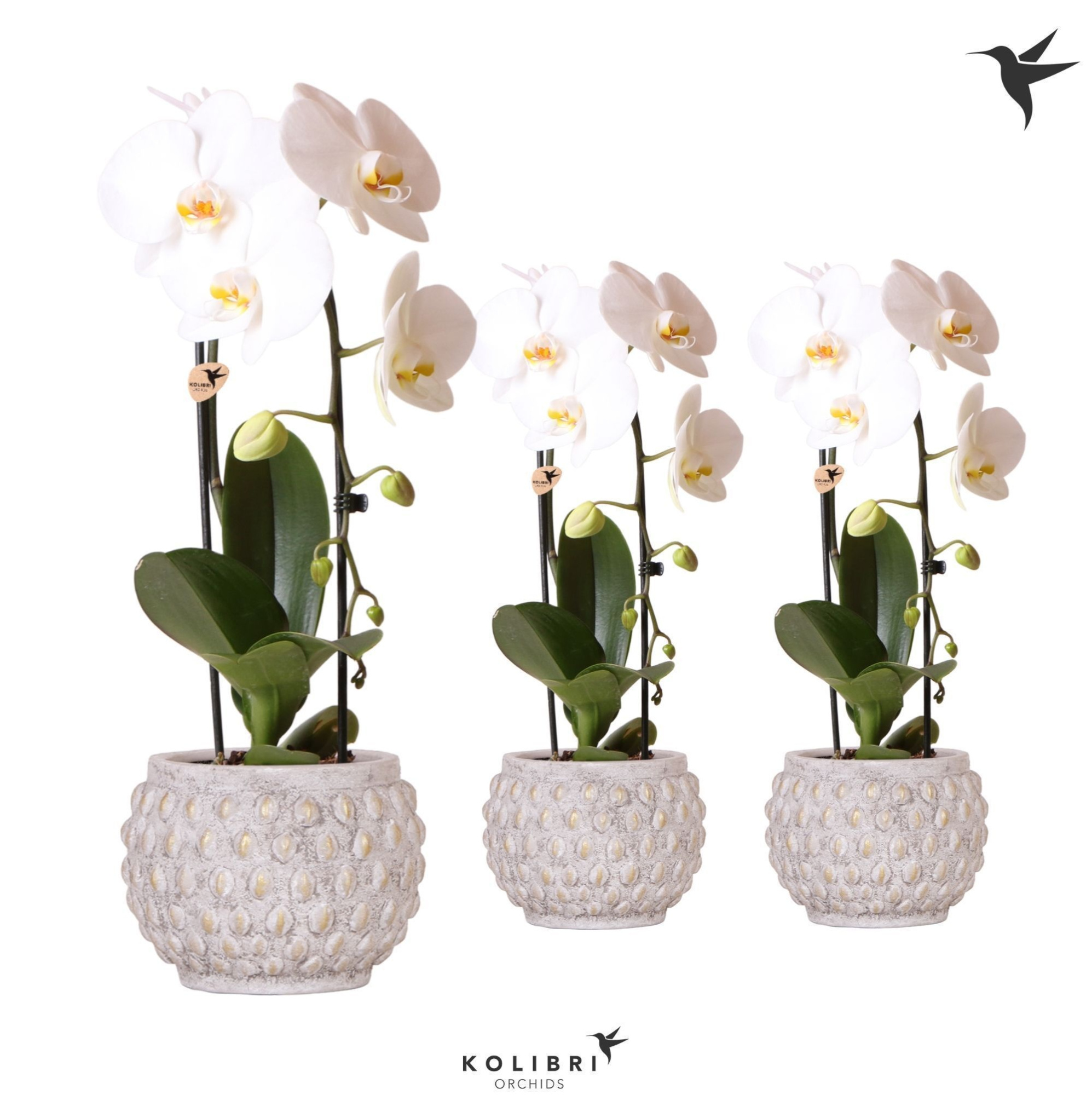 Kolibri Orchids Phalaenopsis Niagara fall 1 spike in Marrakesh gold-copper, D 12 cm