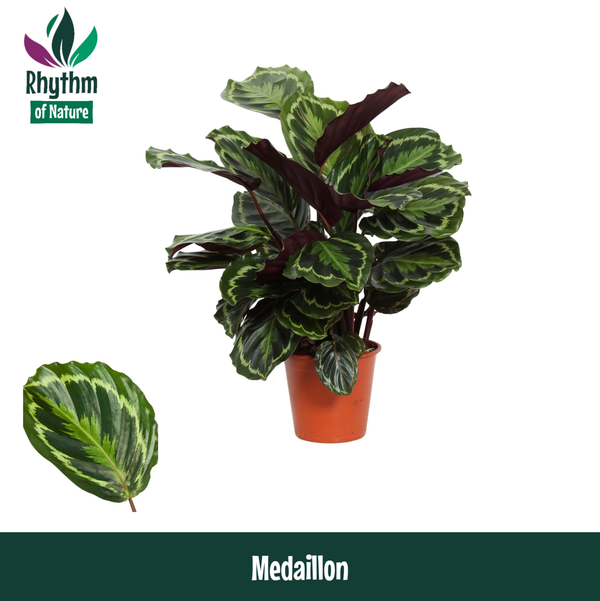 Calathea 19cm Medaillon Rhythm of Nature, D 19 cm