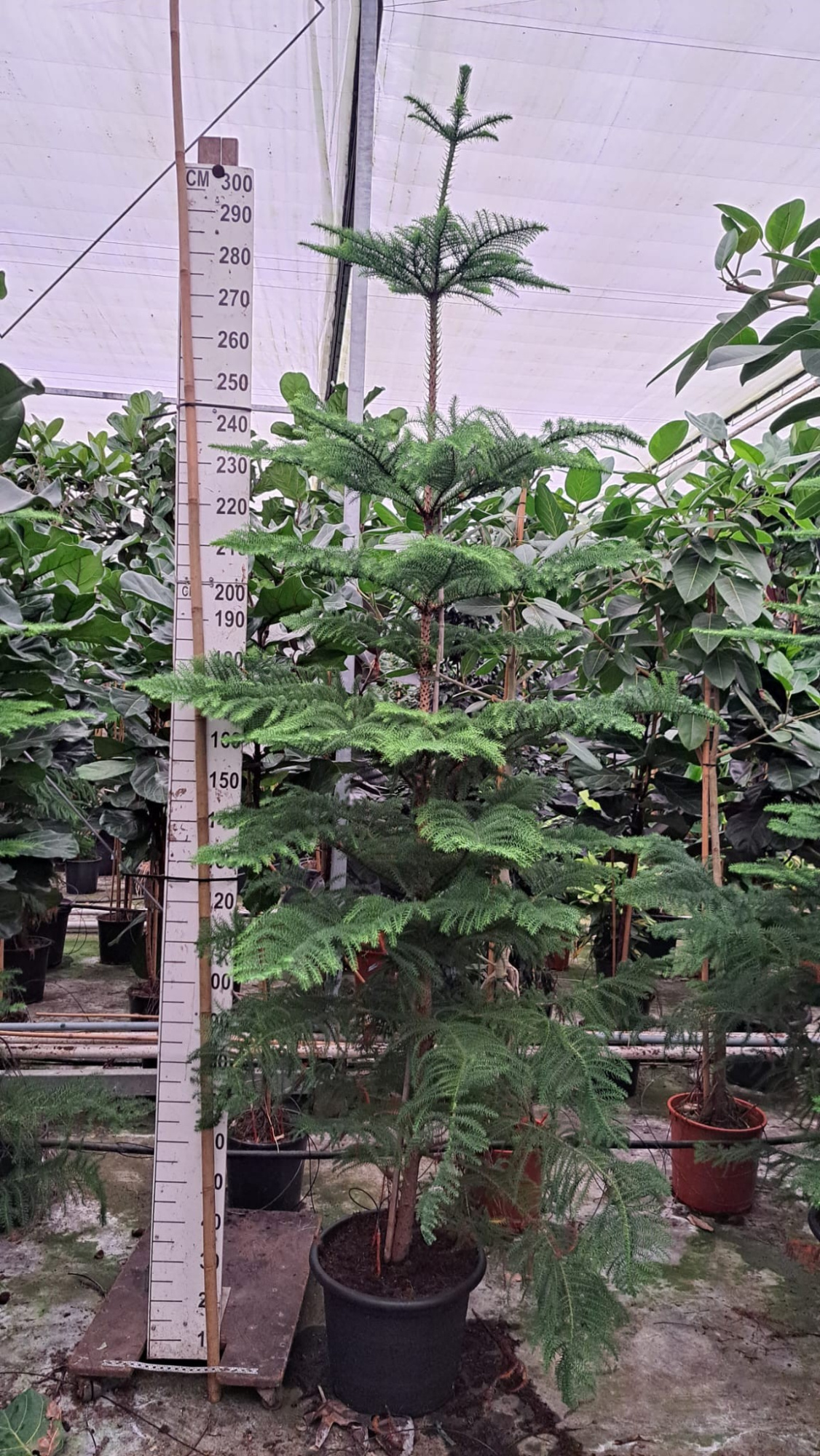 Araucaria 300, D 45