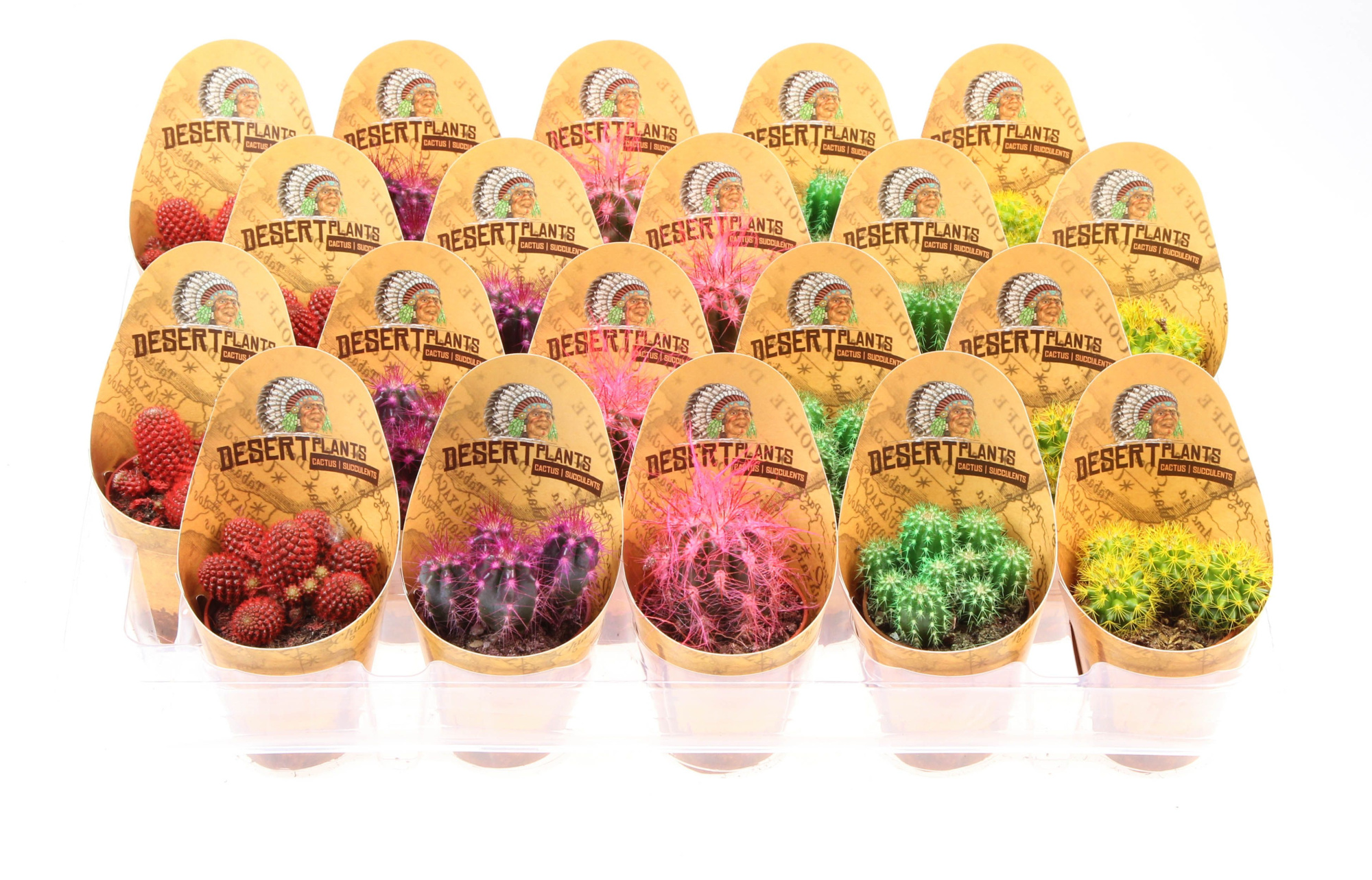 Potcover desert plants cactus rainbow, D 5,5 cm