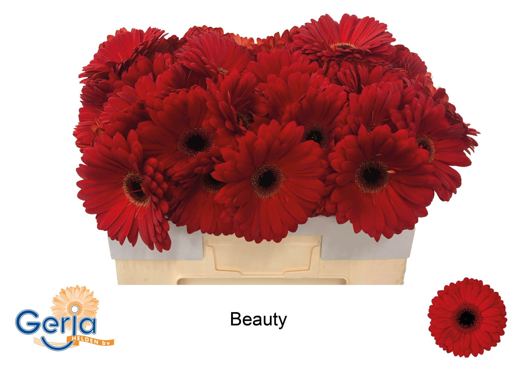 Гербера Бьюти, шт.