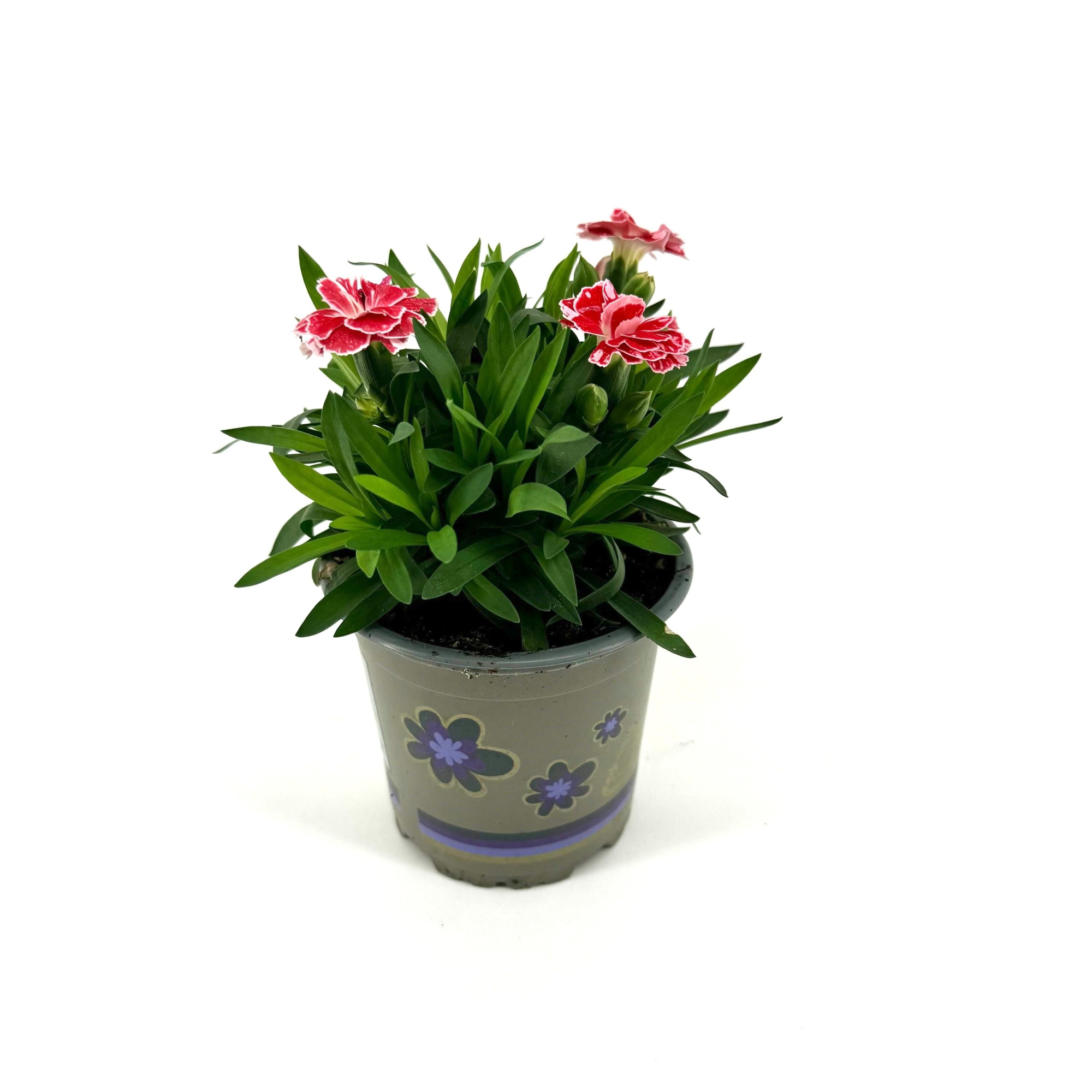 Dianthus 'Oscar' White and Red, D 11