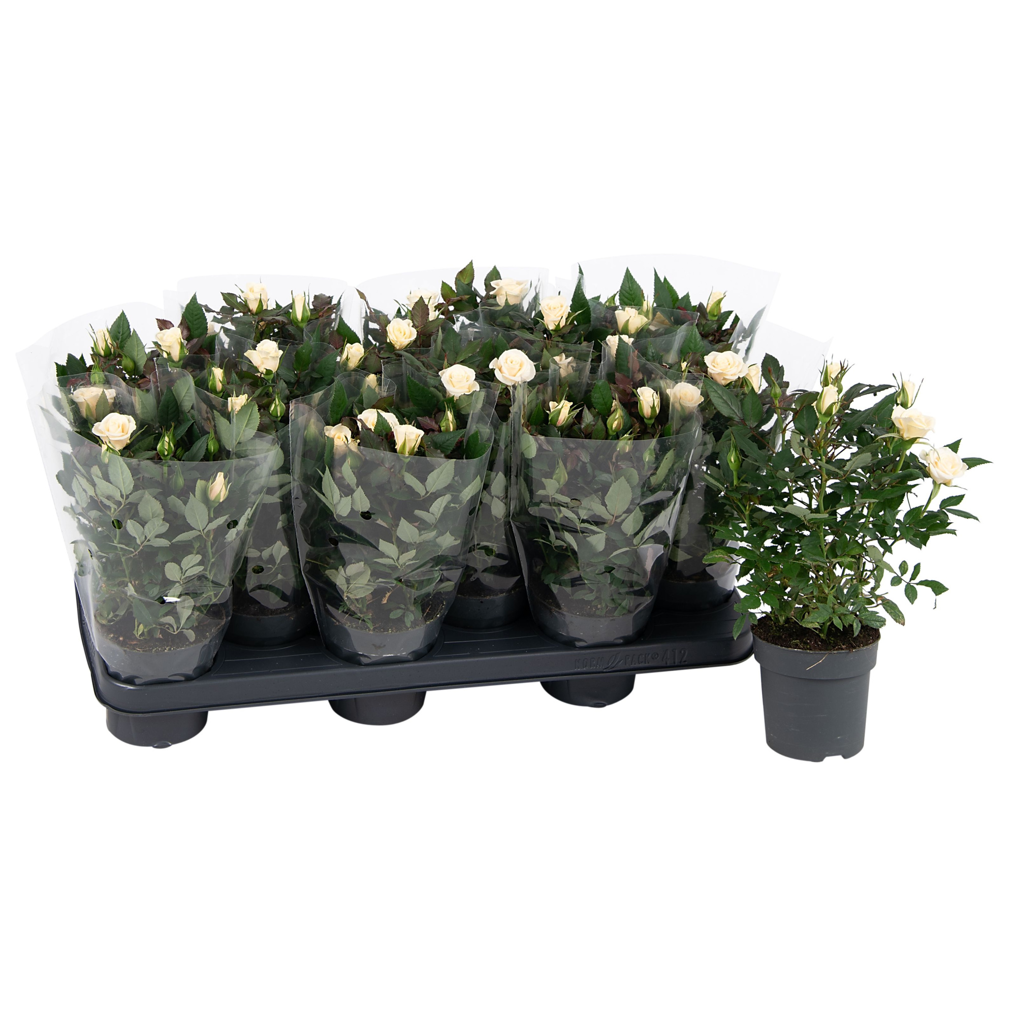 Nolina Roses Ø 10.5 cm White Blanco sleeve, D 10,5 cm