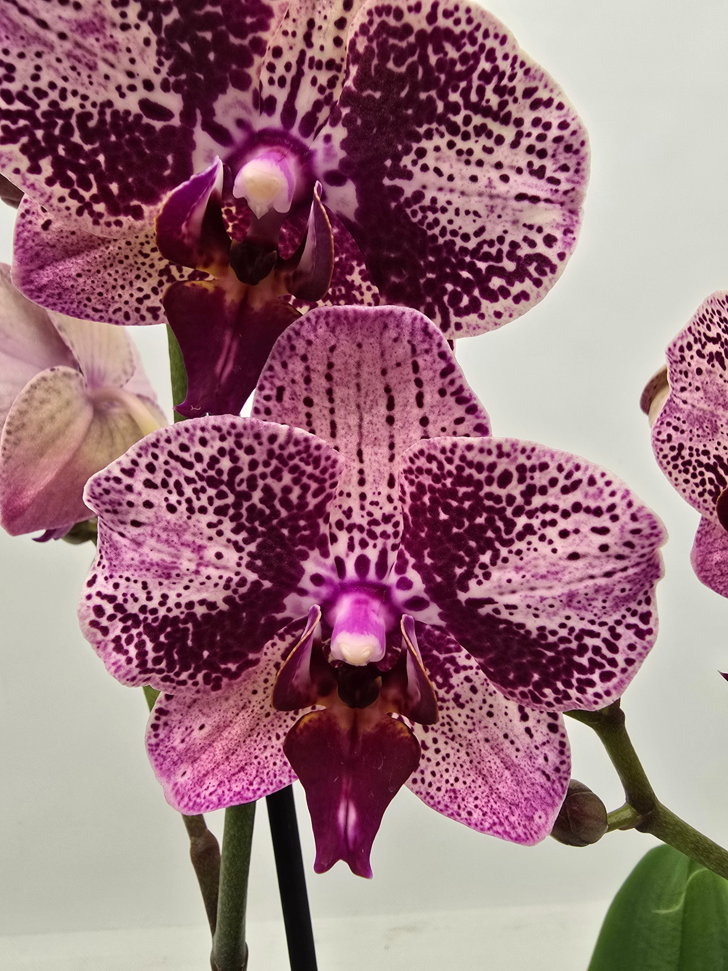 Limited 13 week 5, D 12