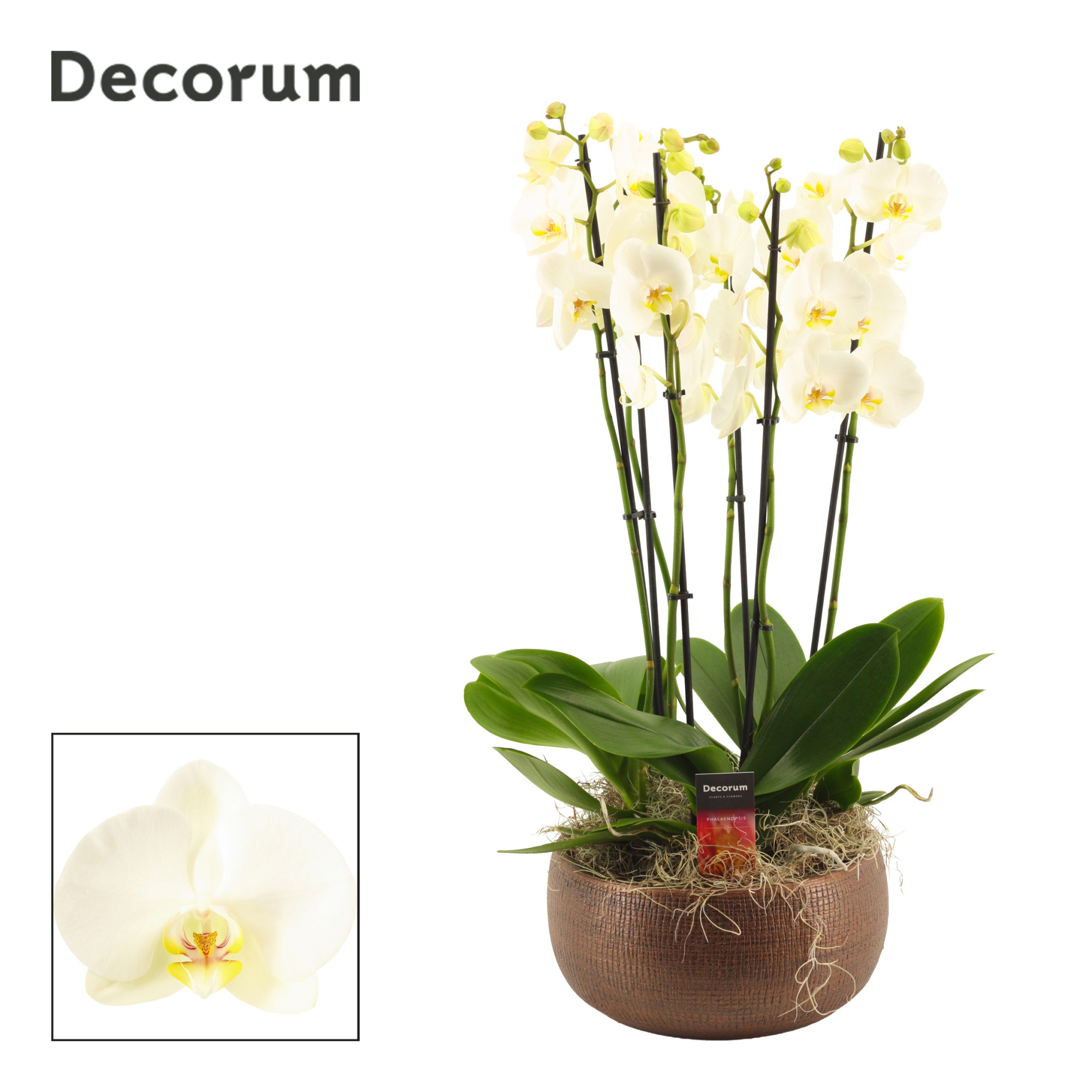 Terra 6 tak symphony white (Deco-collection), D 27