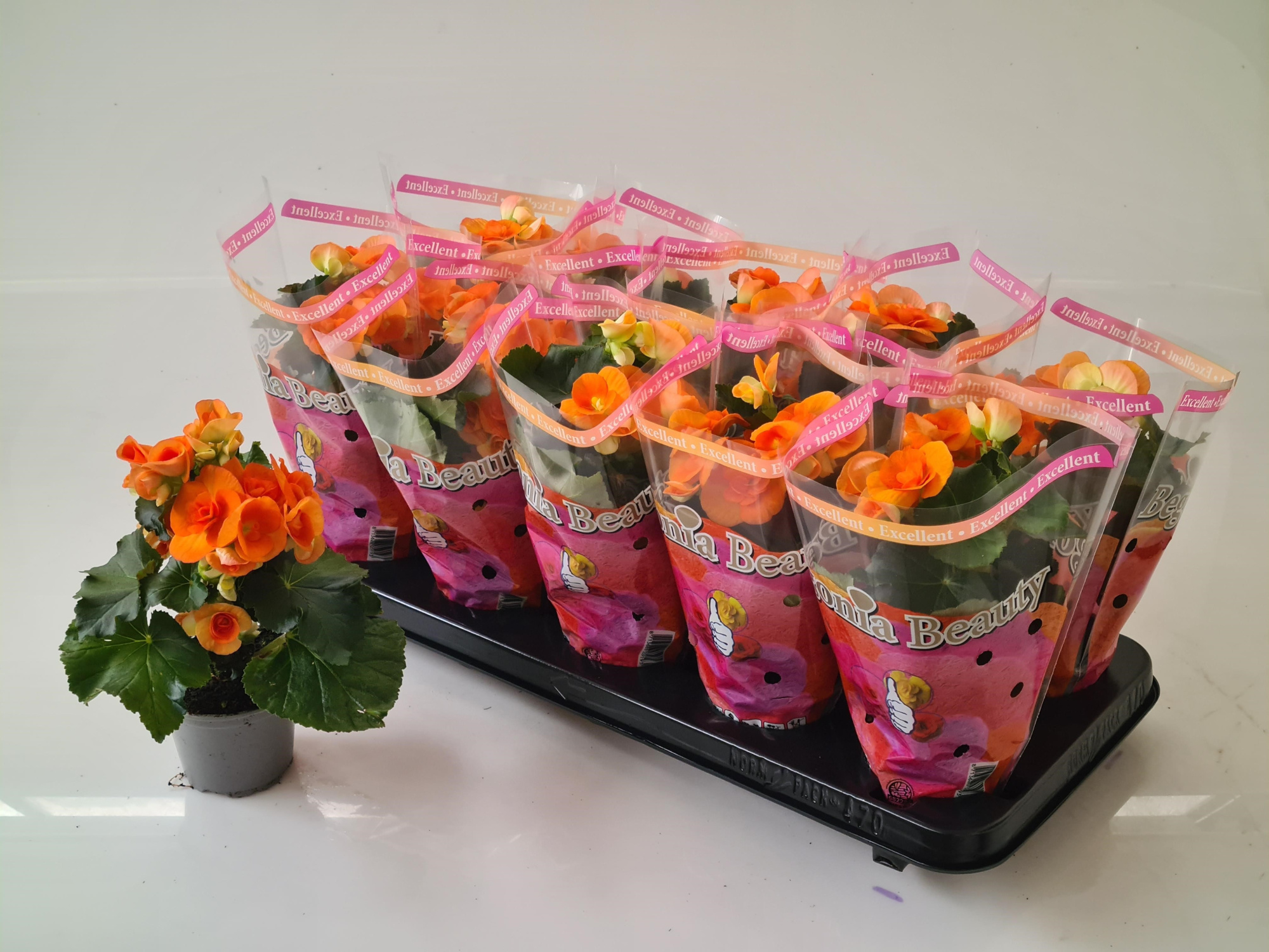 Begonia Dark Britt standaard hoes, D 9 cm