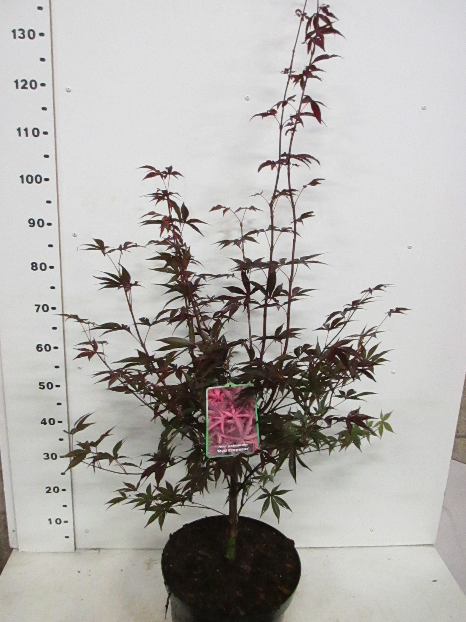 Acer palm. Red Emperor 100-125 P32, D 32 cm