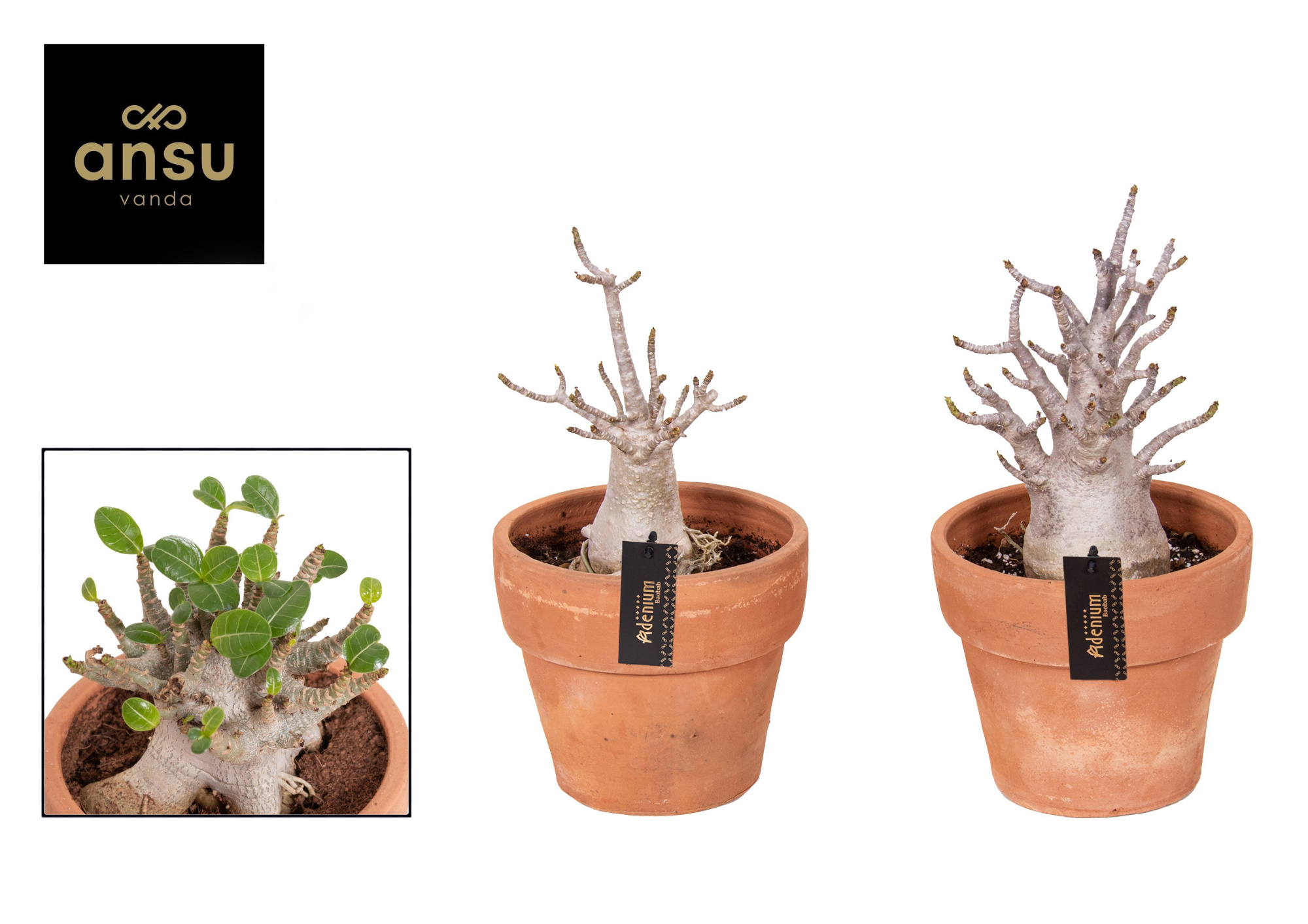 Adenium "Ansu" Baobab in Terracotta pot Large, D 20