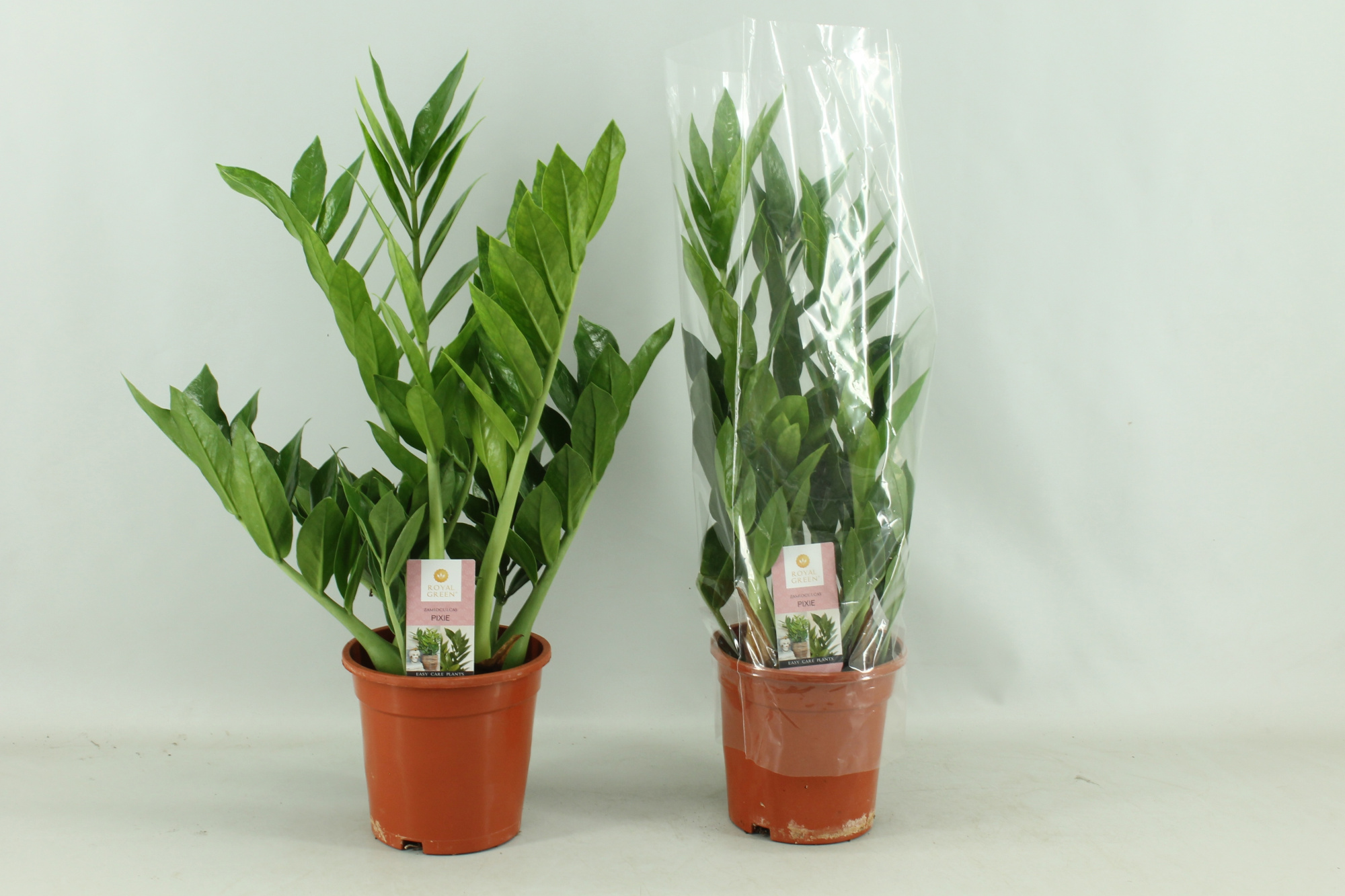 Zamioculcas Pixie 17cm, D 17 cm