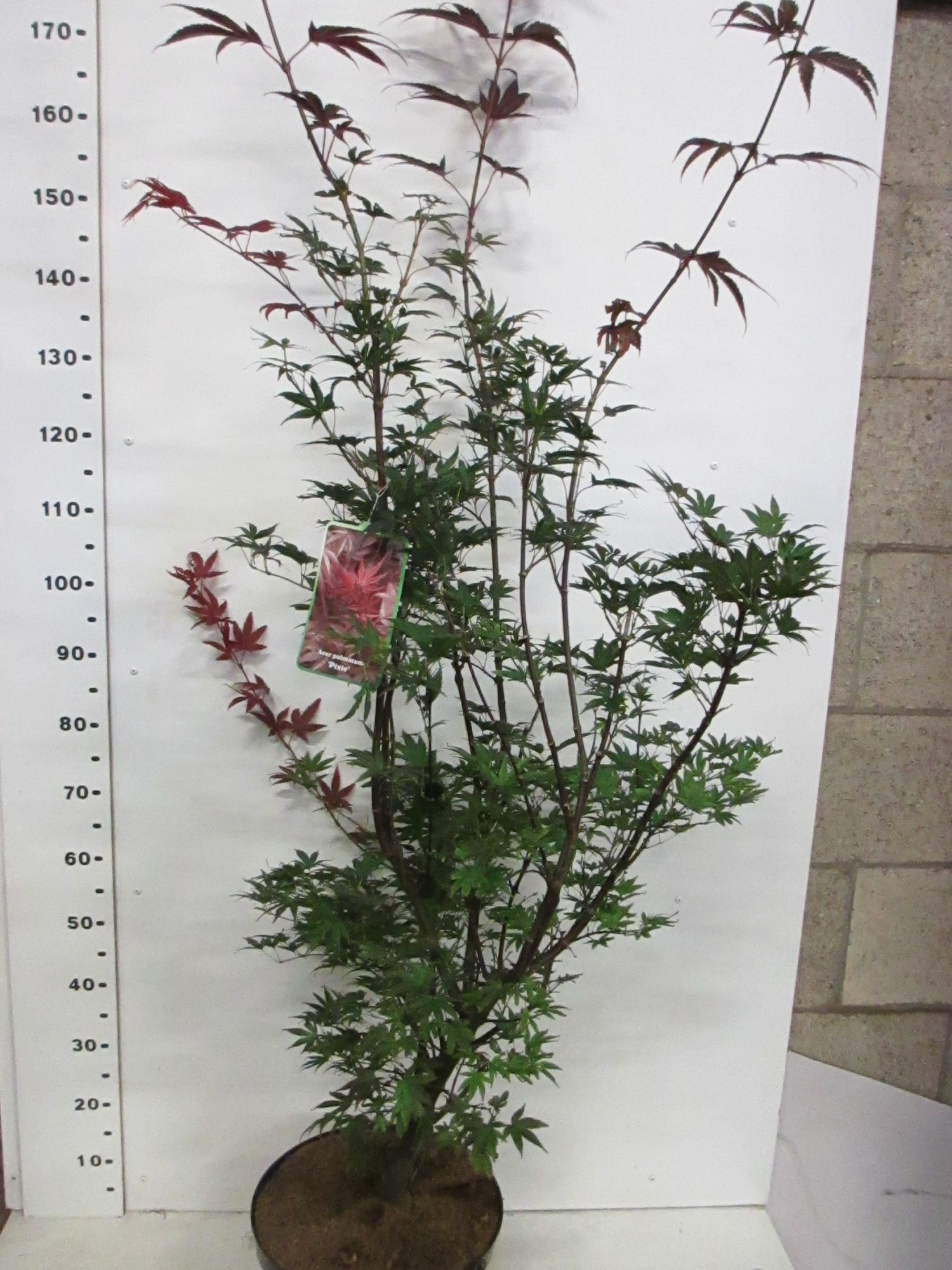 Acer palm. Pixie 100-125 P32, D 32