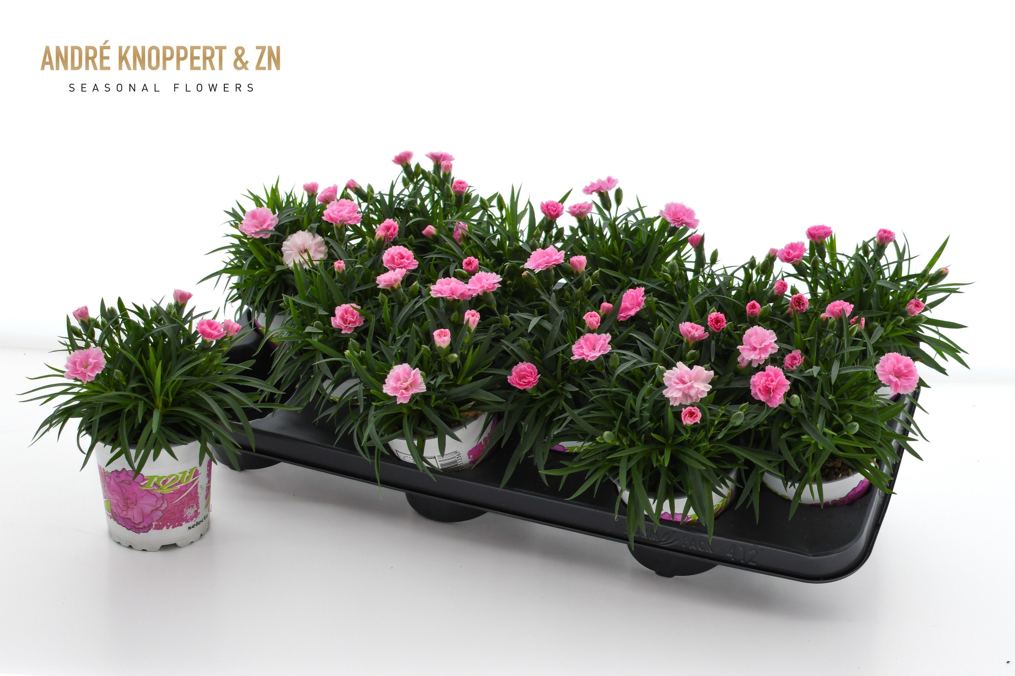 Dianthus I love U zwart fust, D 11