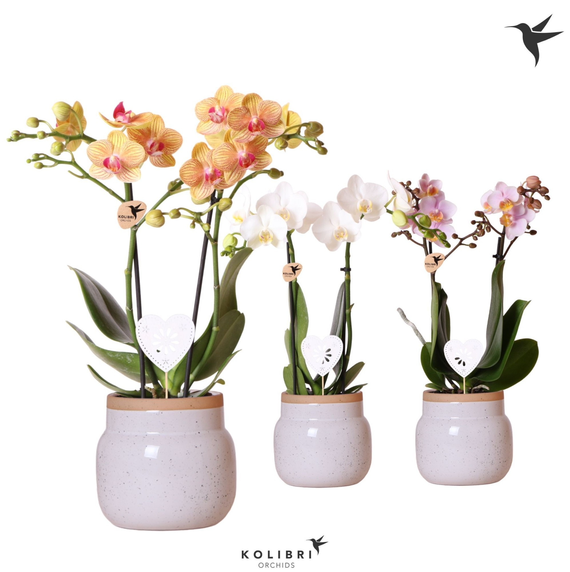 Kolibri Orchids Phalaenopsis mix 2 spike in Vintage Bowl white, D 9