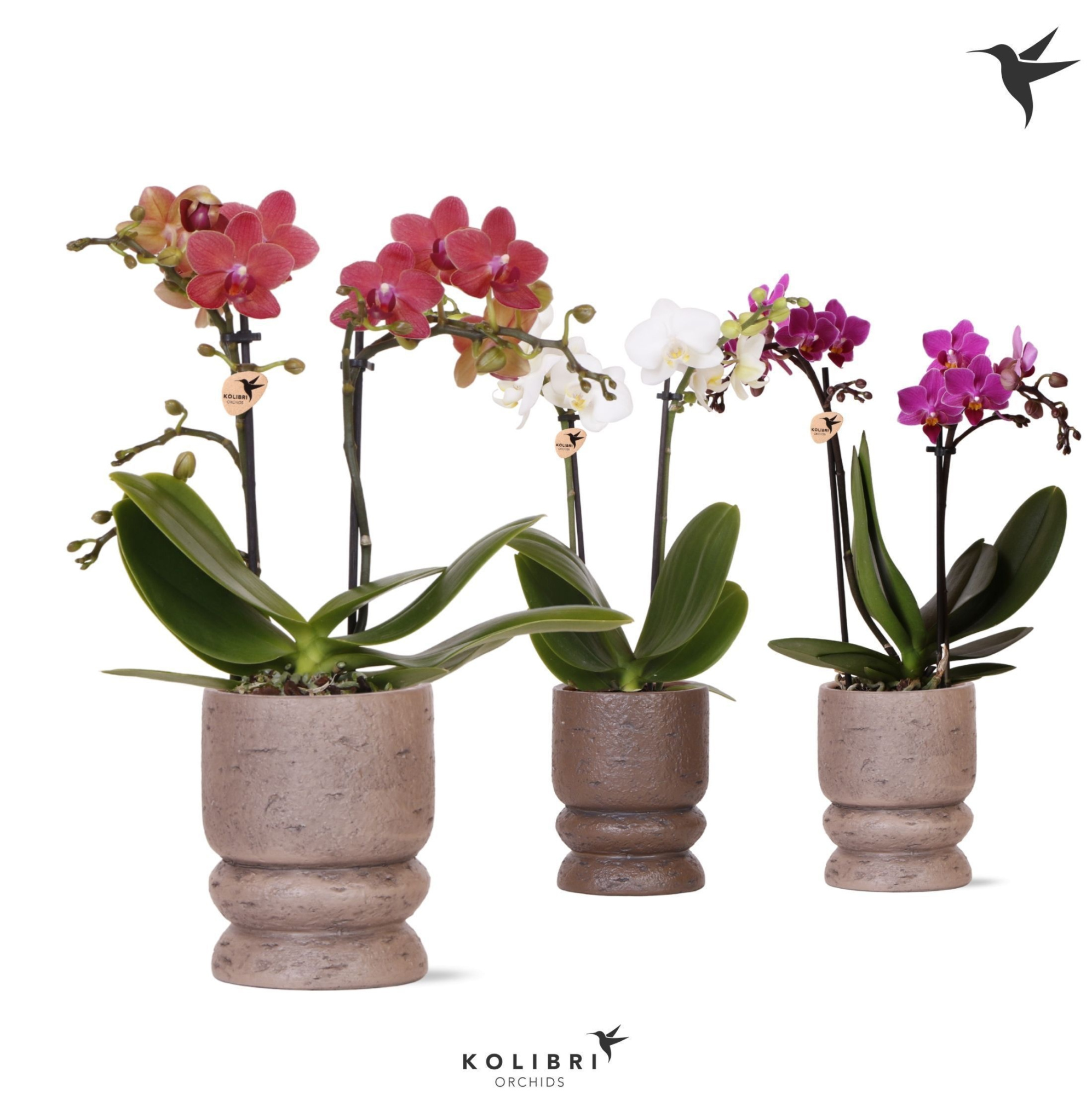 Kolibri Orchids Phalaenopsis mix 2 spike in Vintage pot mix, D 9