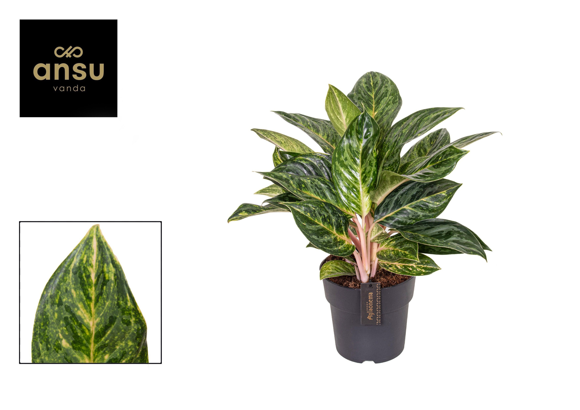 Aglaonema Peach Pearl, D 19 cm