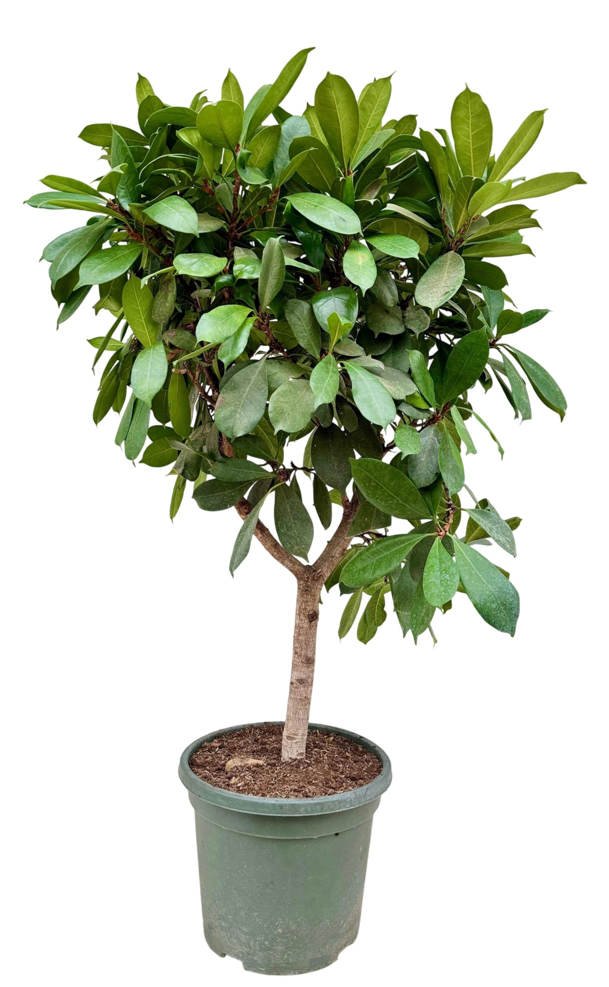 Ficus cyathistipula P40, D 40