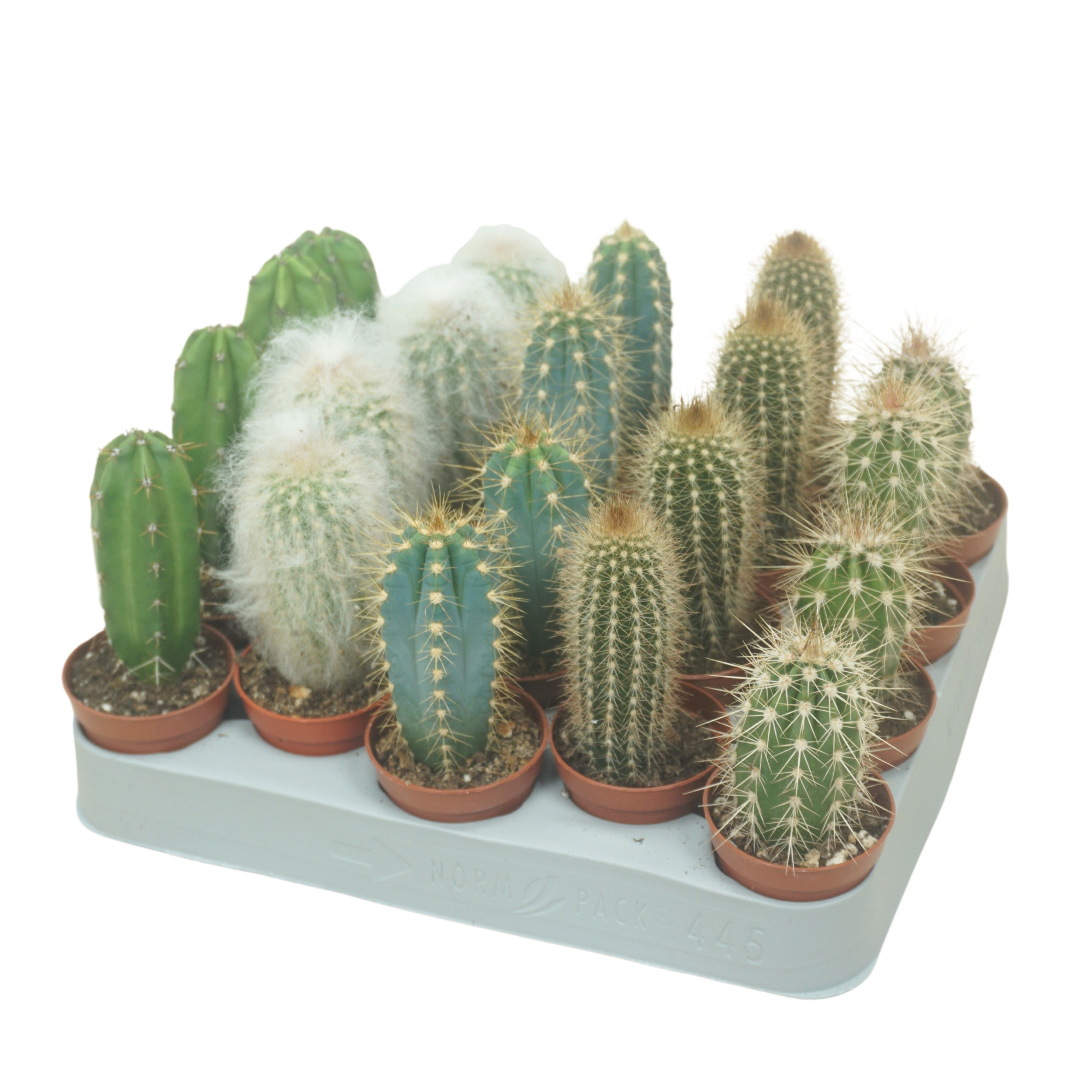 Cereus mix 5,5 cm op rij, D 5,5 cm