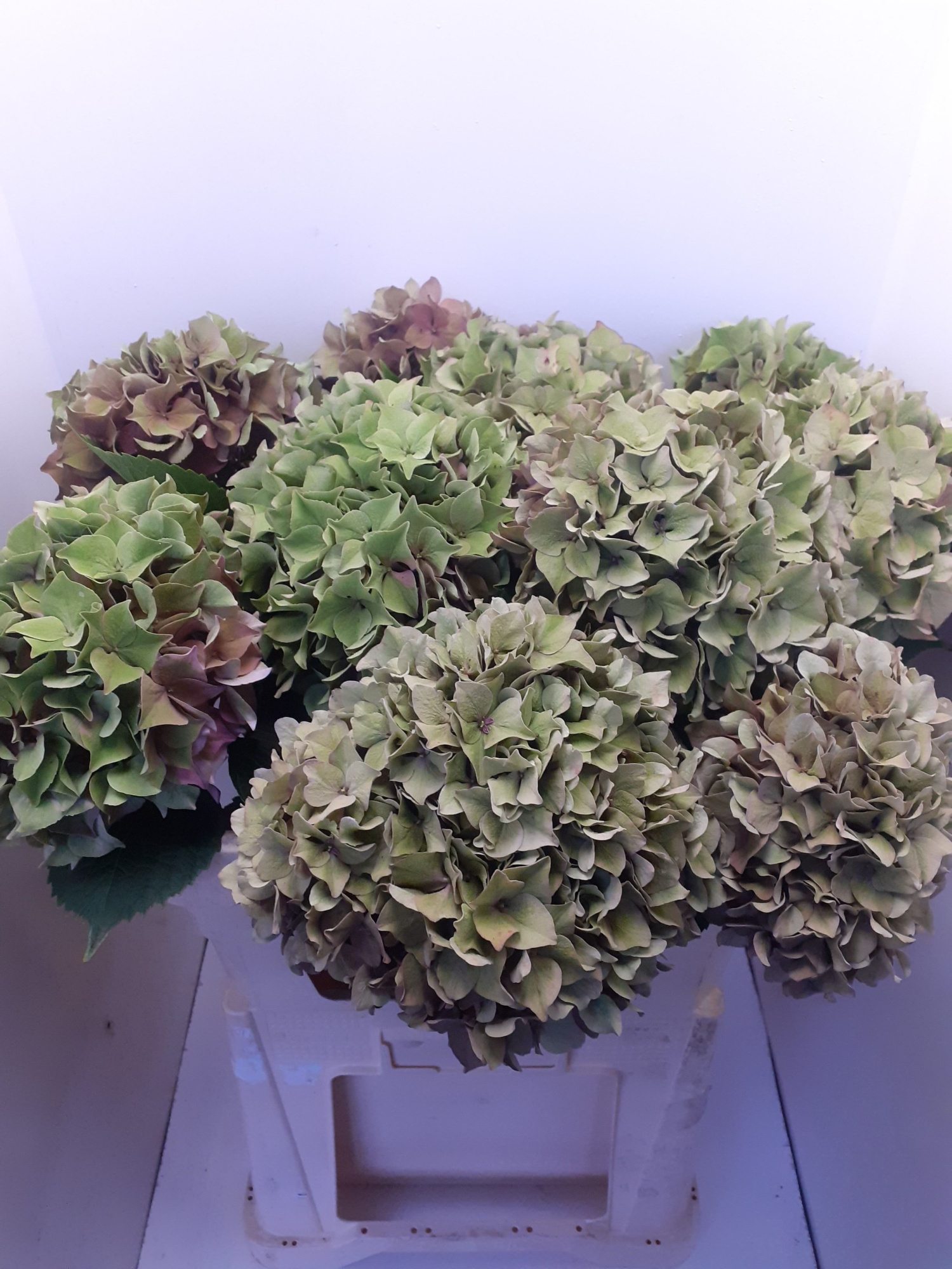 Гортензия Родео Классик 55, шт.