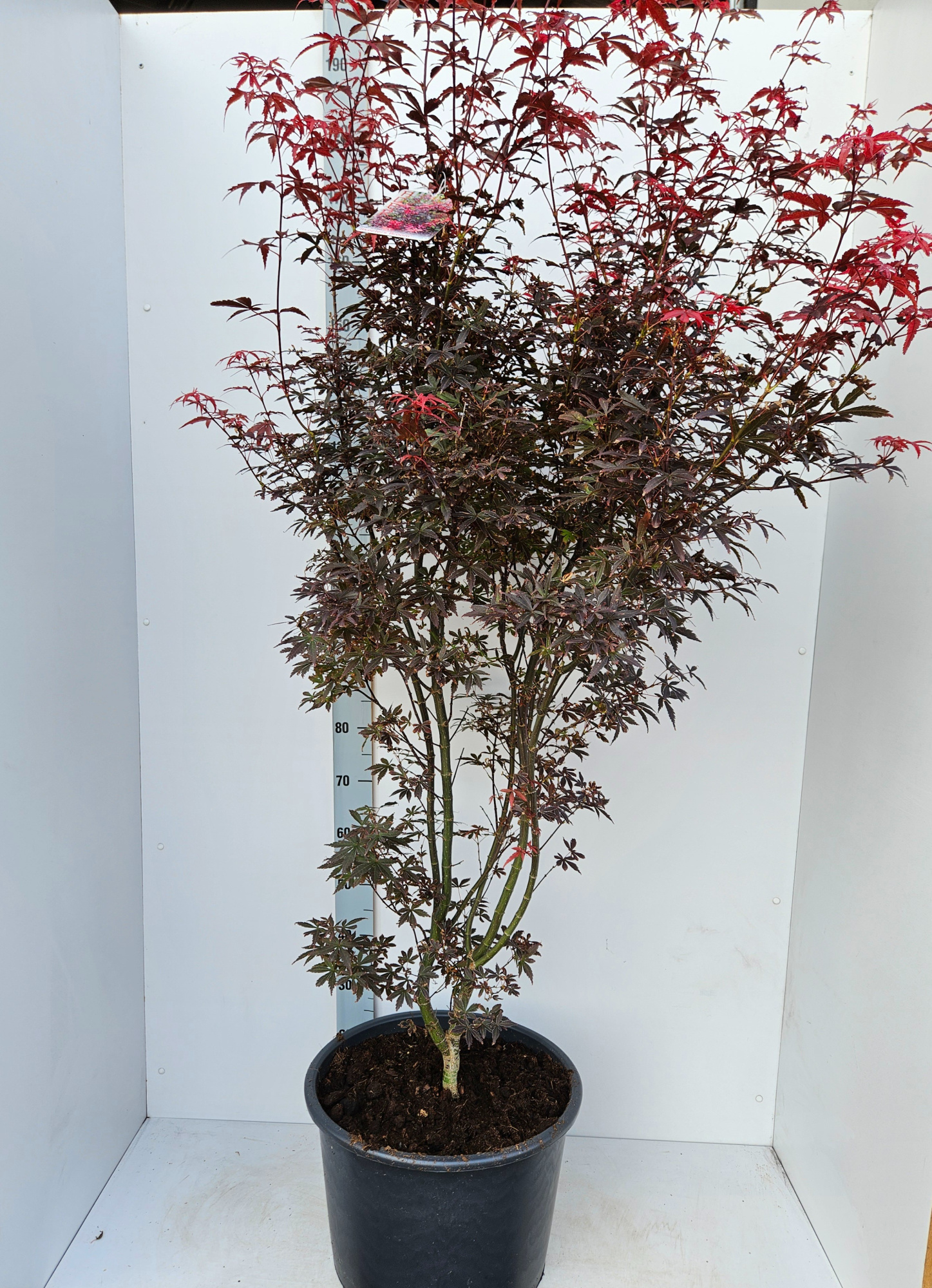 Acer palmatum 'Skeeters Broom', D 43 cm