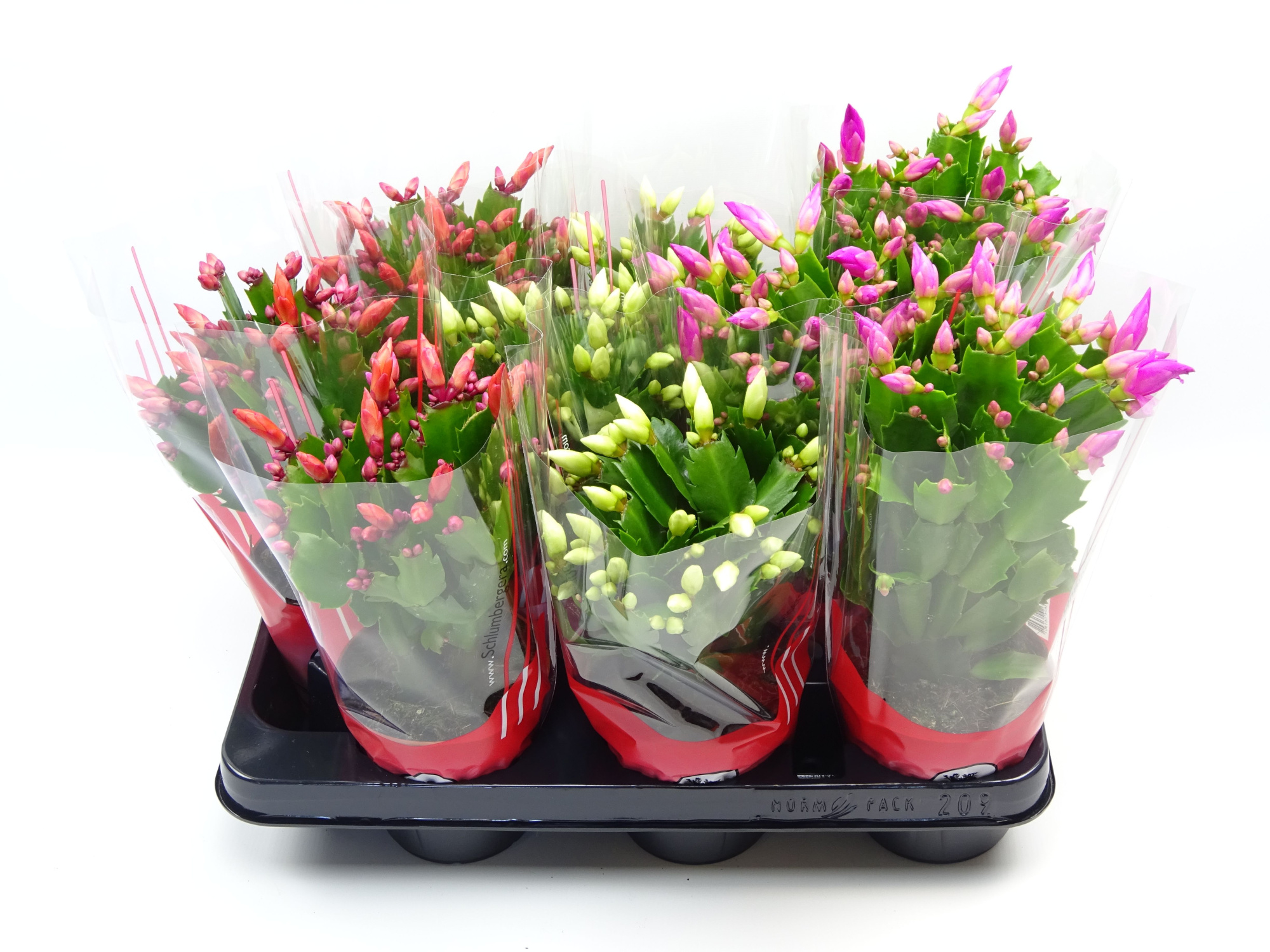 Schlumbergera 10.5 cm mix 25+ rode hoes, D 10,5