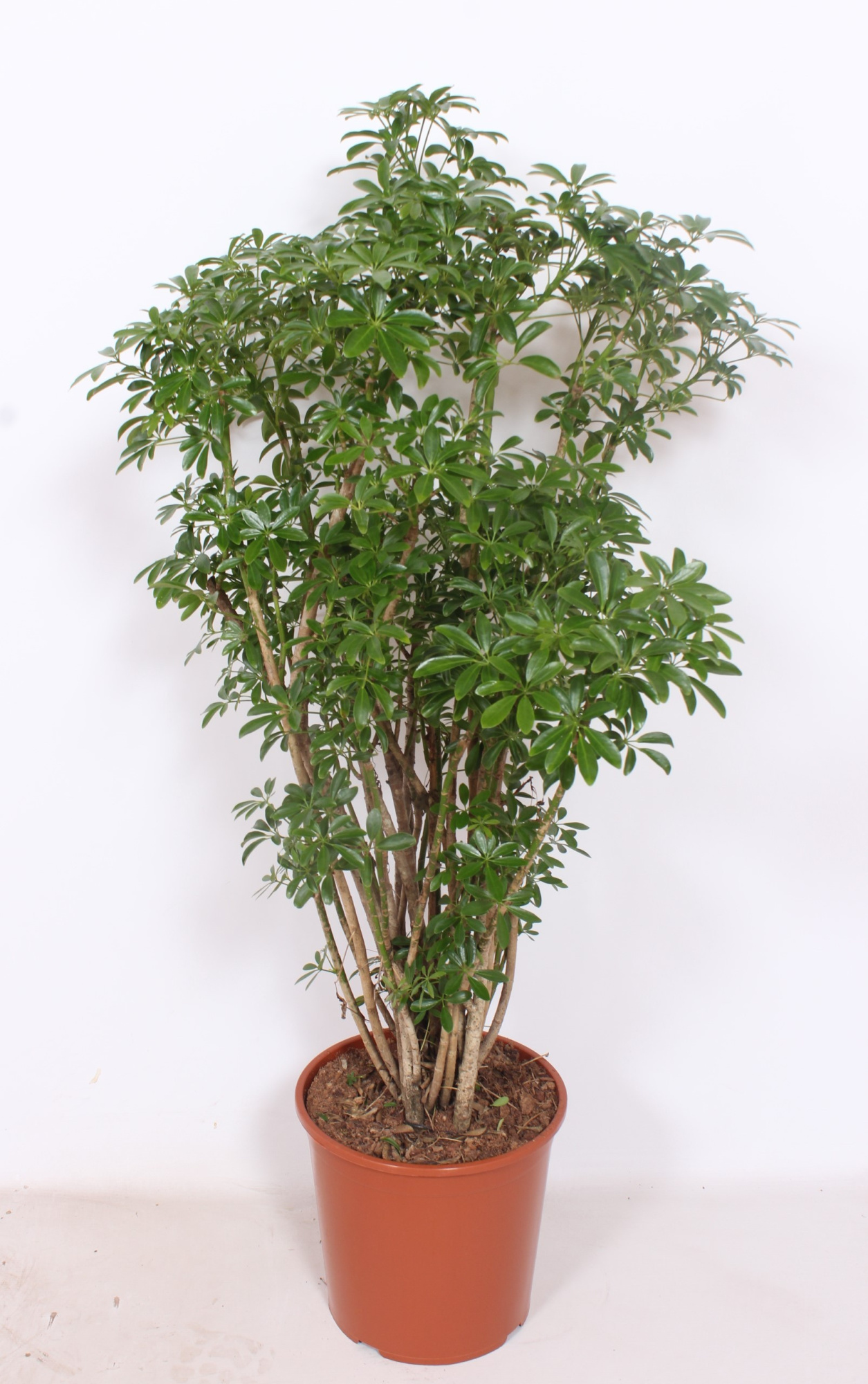 Schefflera arboricola 'Luseana', D 30 cm