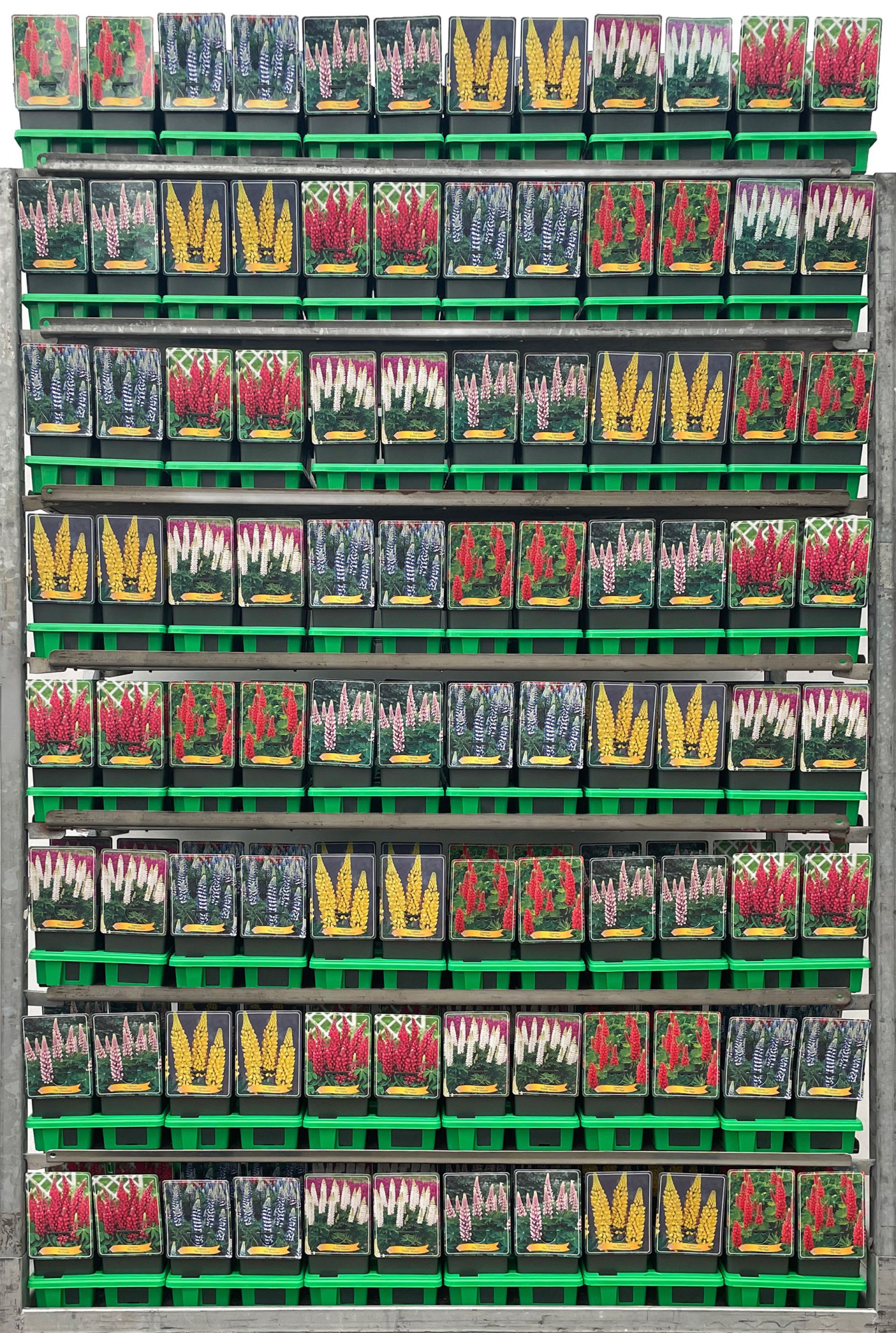 Lupinus Mix CC P11, D 11