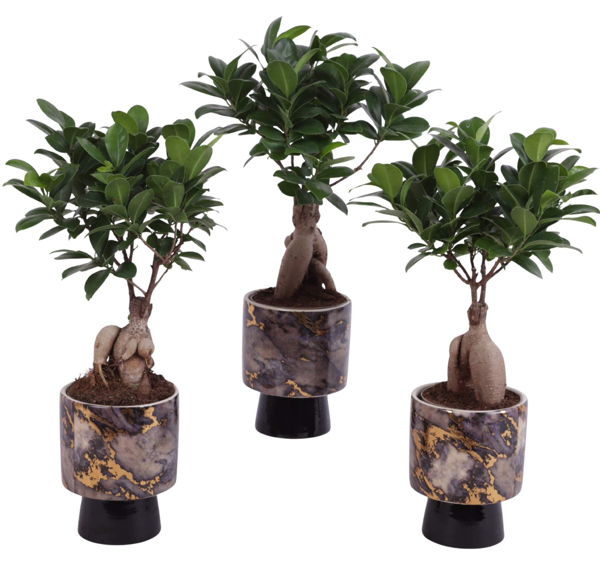 Ficus m. Ginseng Ball Shape Ø09cm in Ø10cm Ceramic PL672, D 10
