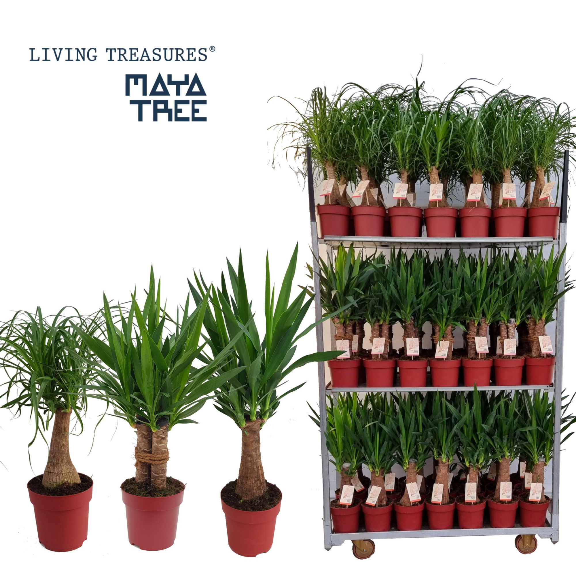 Maya Mix pot 19 3 soorten, D 19